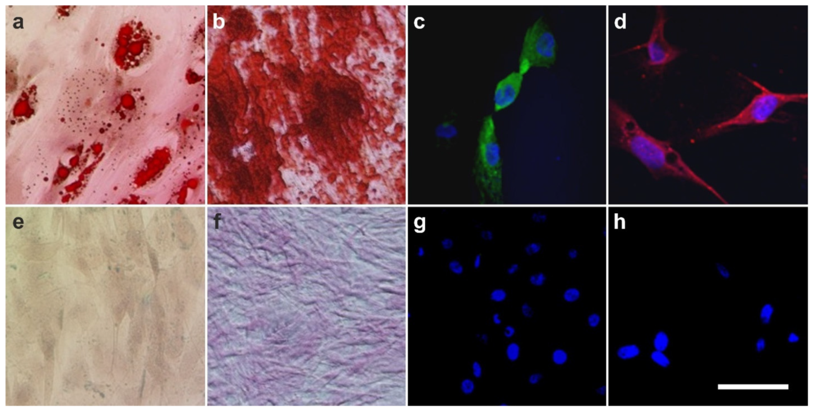 Cells 10 02303 g014