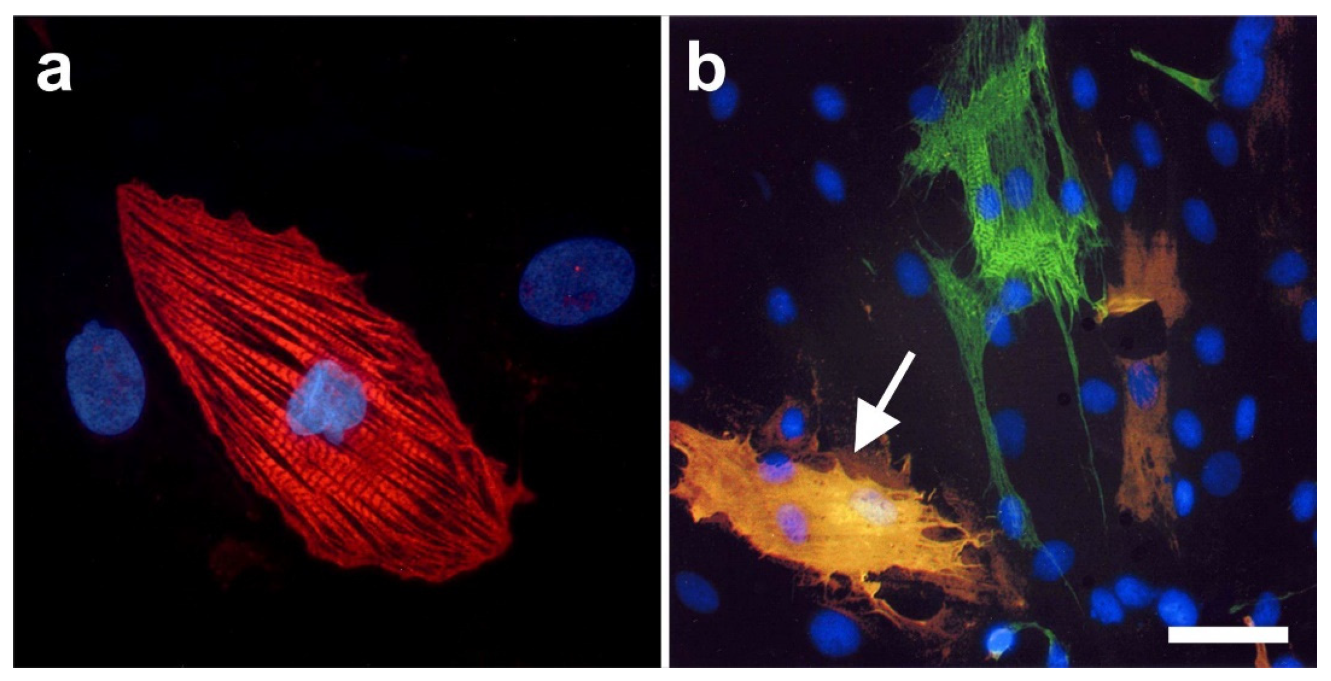 Cells 10 02303 g015