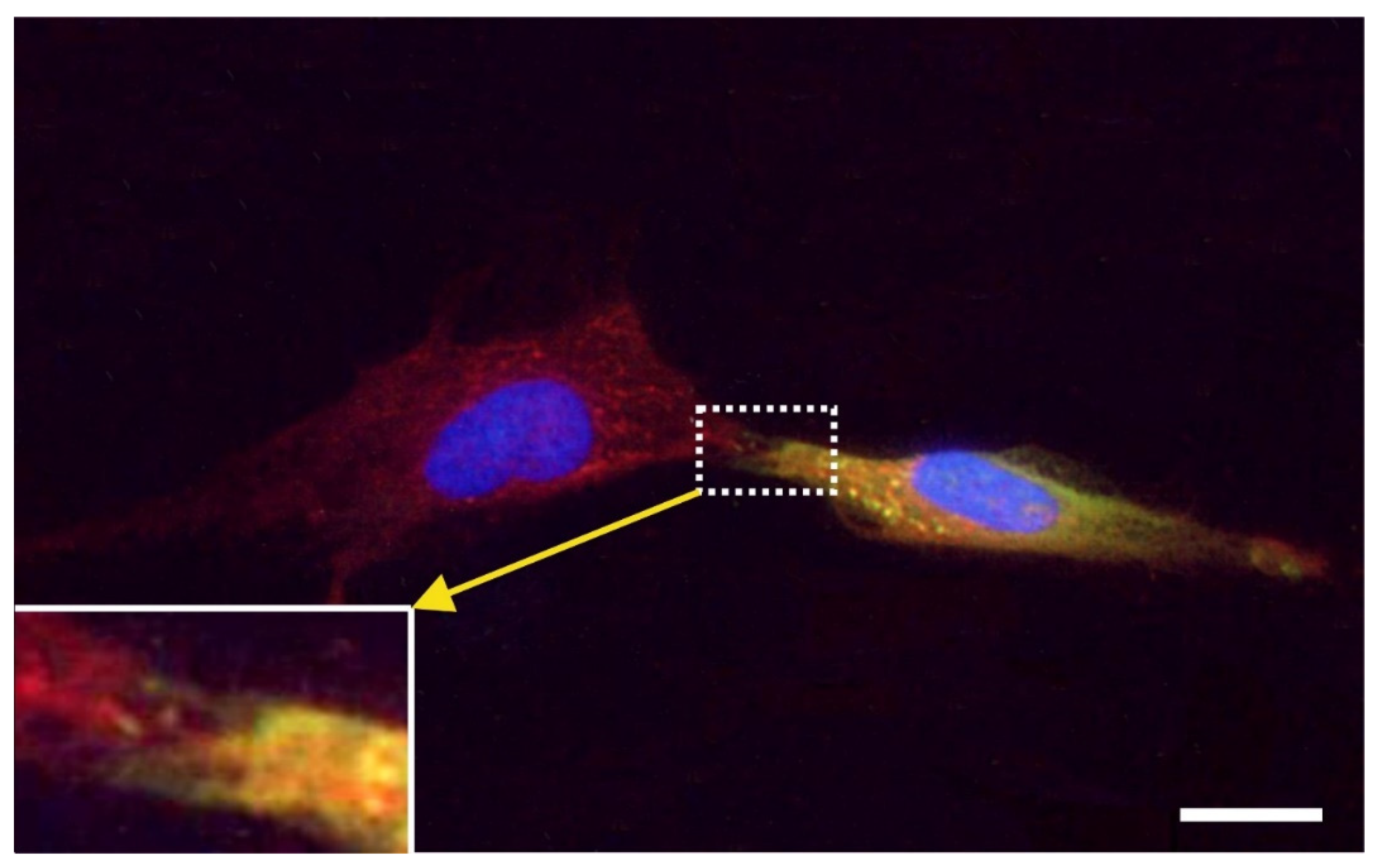 Cells 10 02303 g016