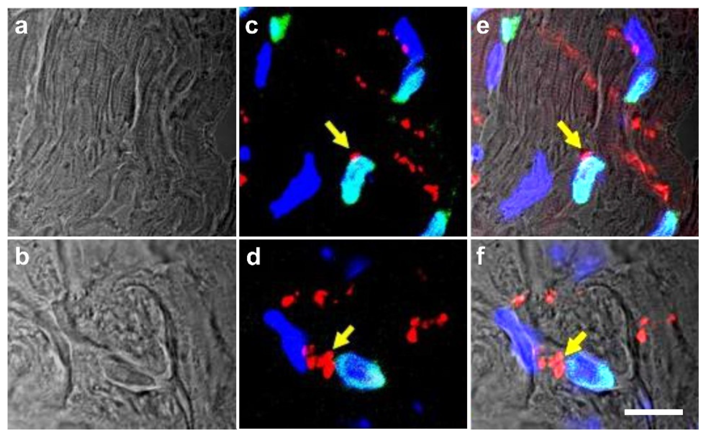 Cells 10 02303 g017