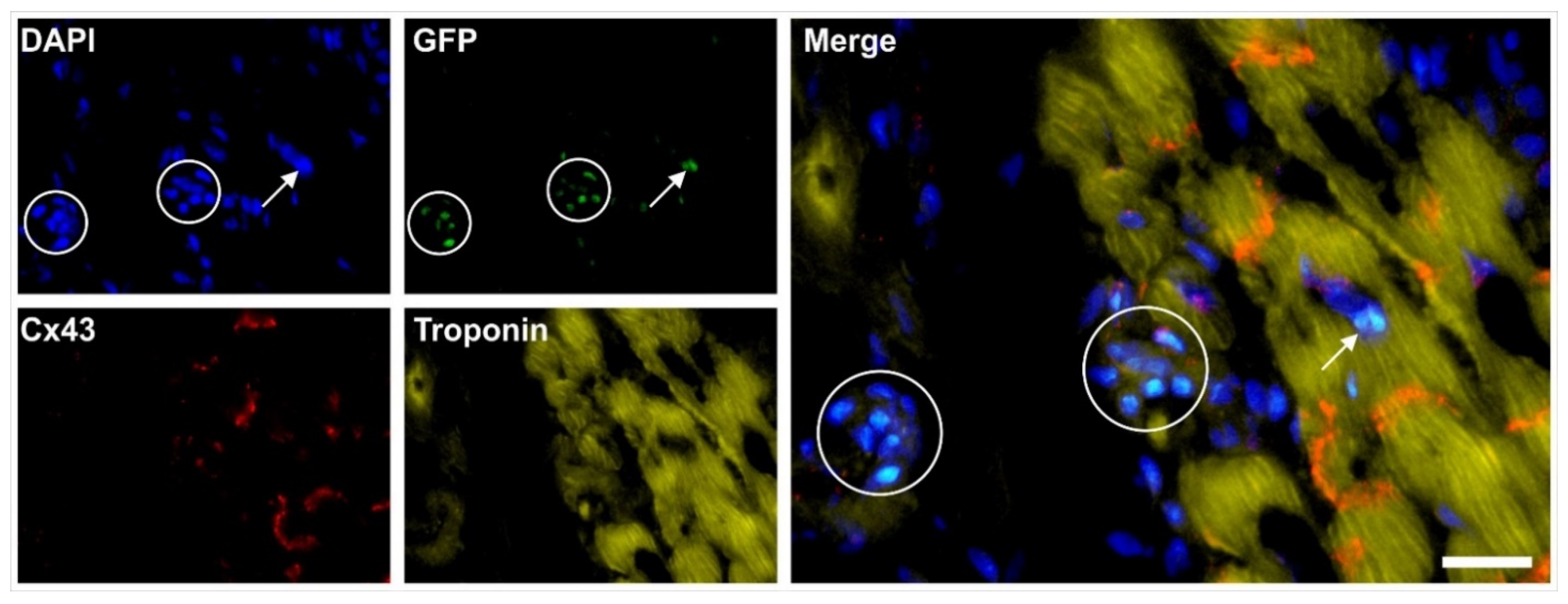 Cells 10 02303 g018