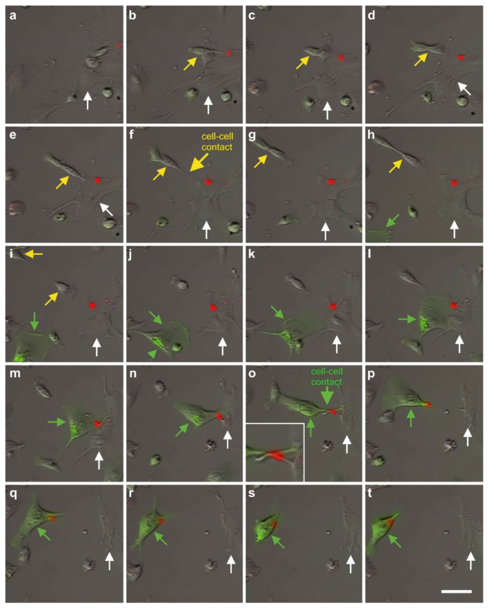 Cells 10 02303 g019