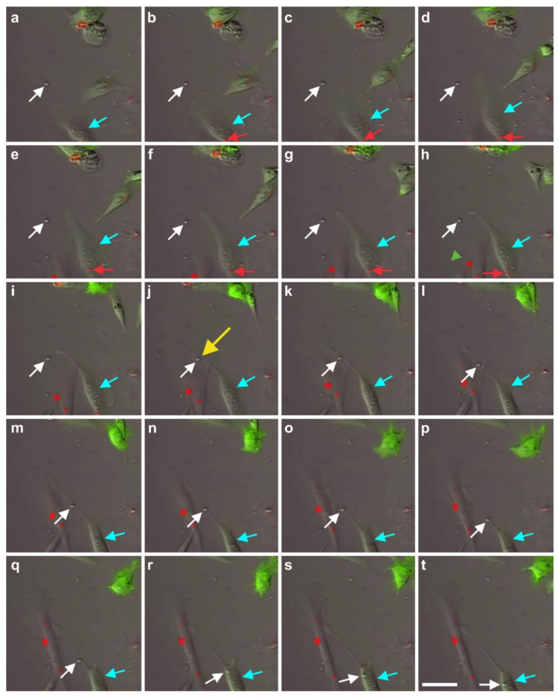 Cells 10 02303 g020