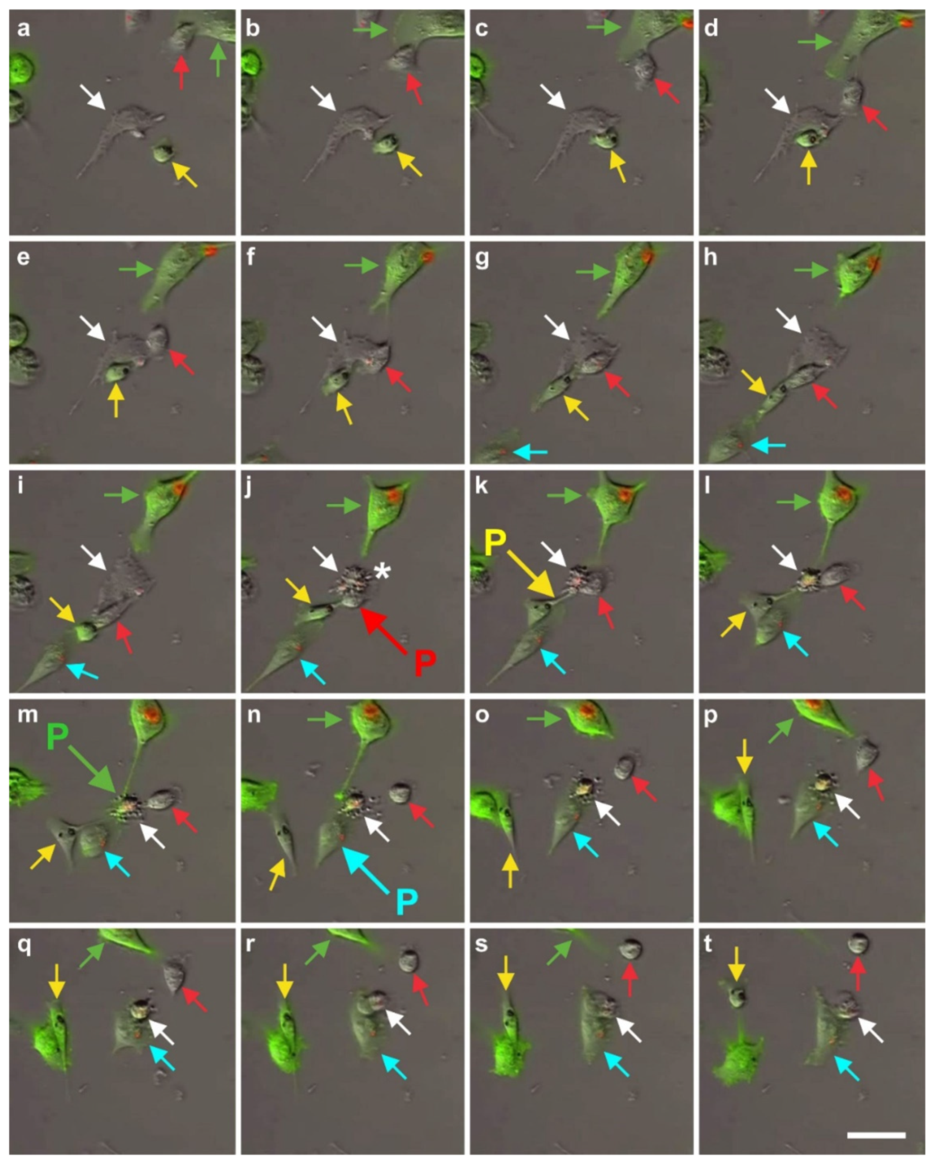 Cells 10 02303 g021