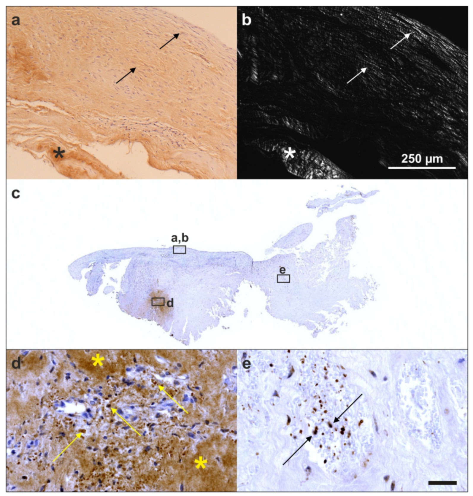 Cells 10 02303 g025