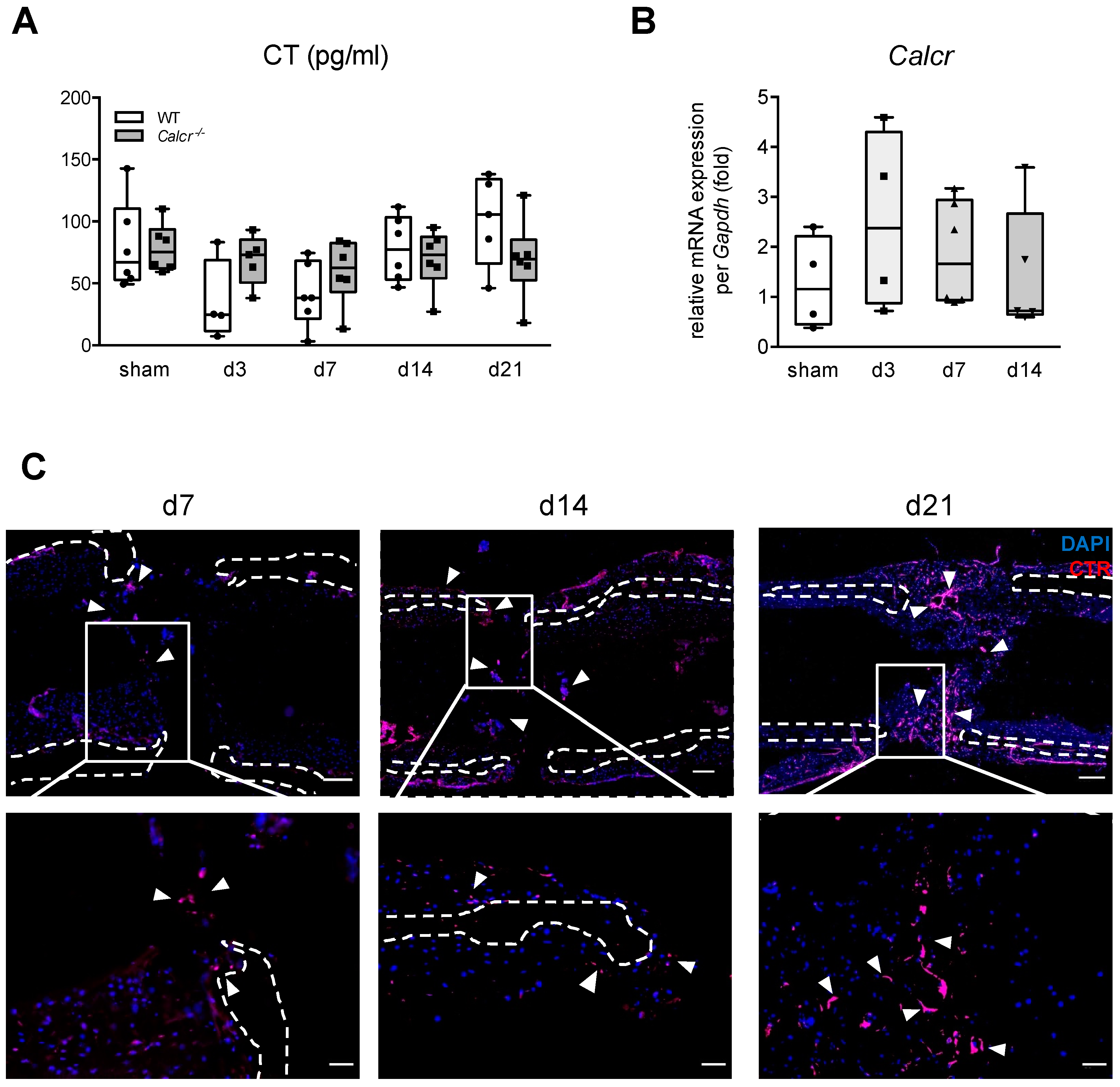 Cells 10 02304 g001 Cells 10 02304 g001