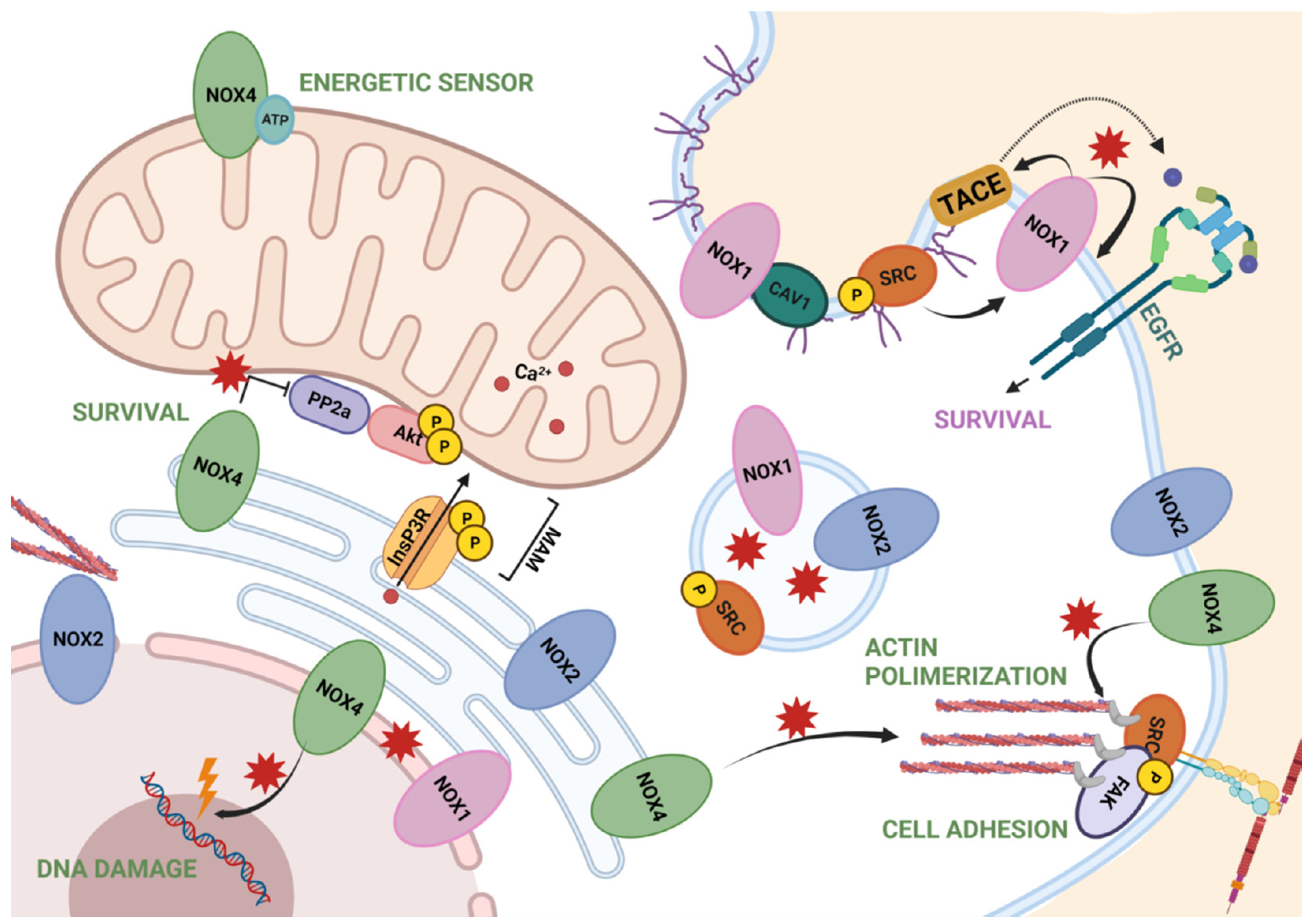 Cells 10 02312 g002 Cells 10 02312 g002