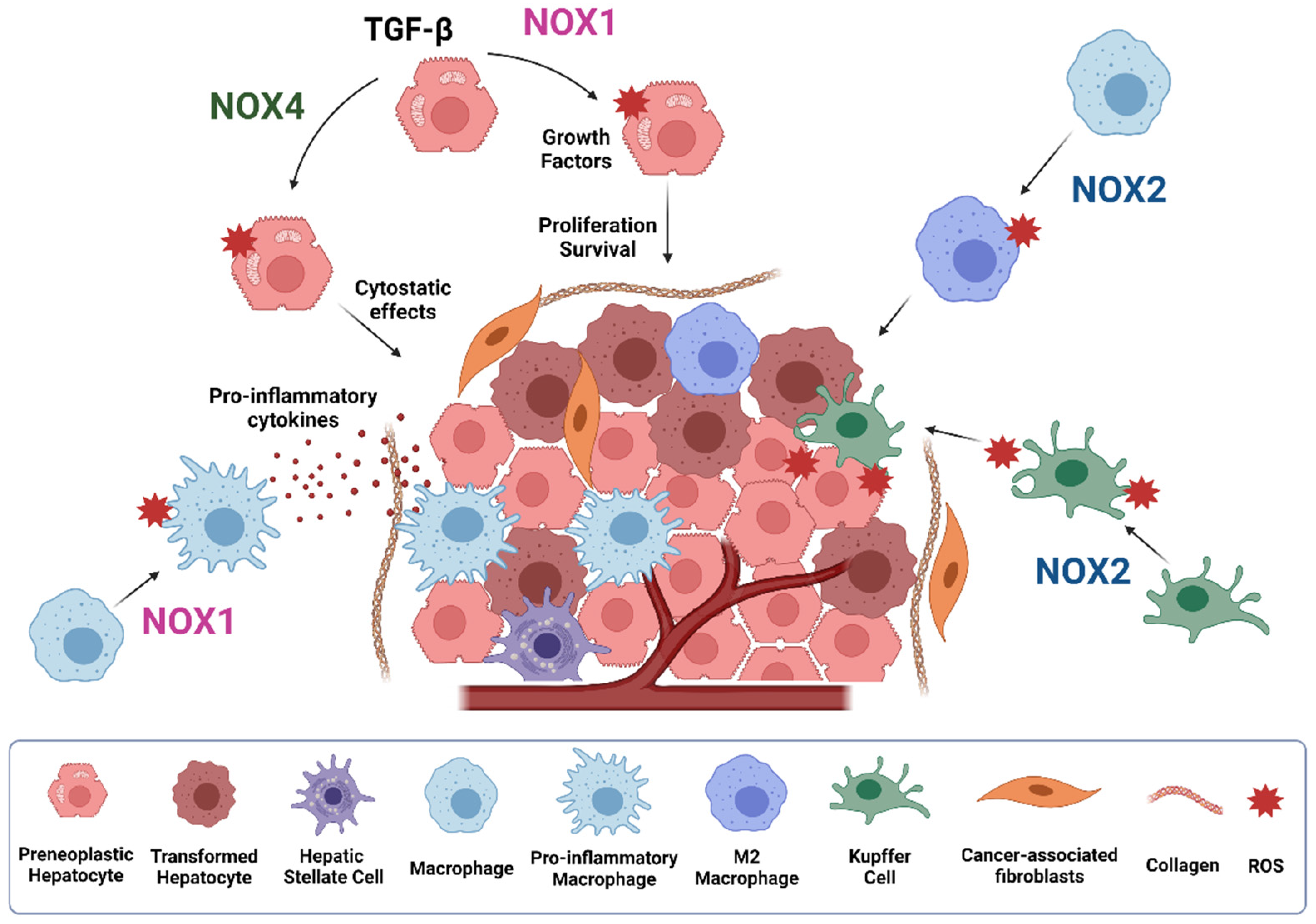 Cells 10 02312 g005 Cells 10 02312 g005