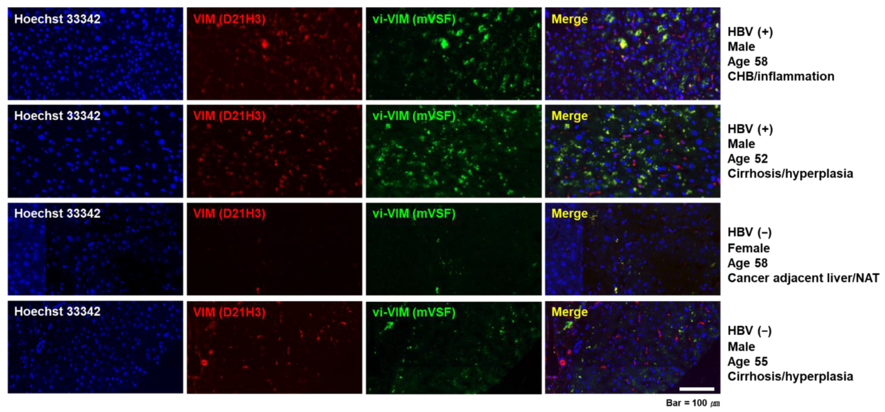 Cells 10 02321 g005 Cells 10 02321 g005