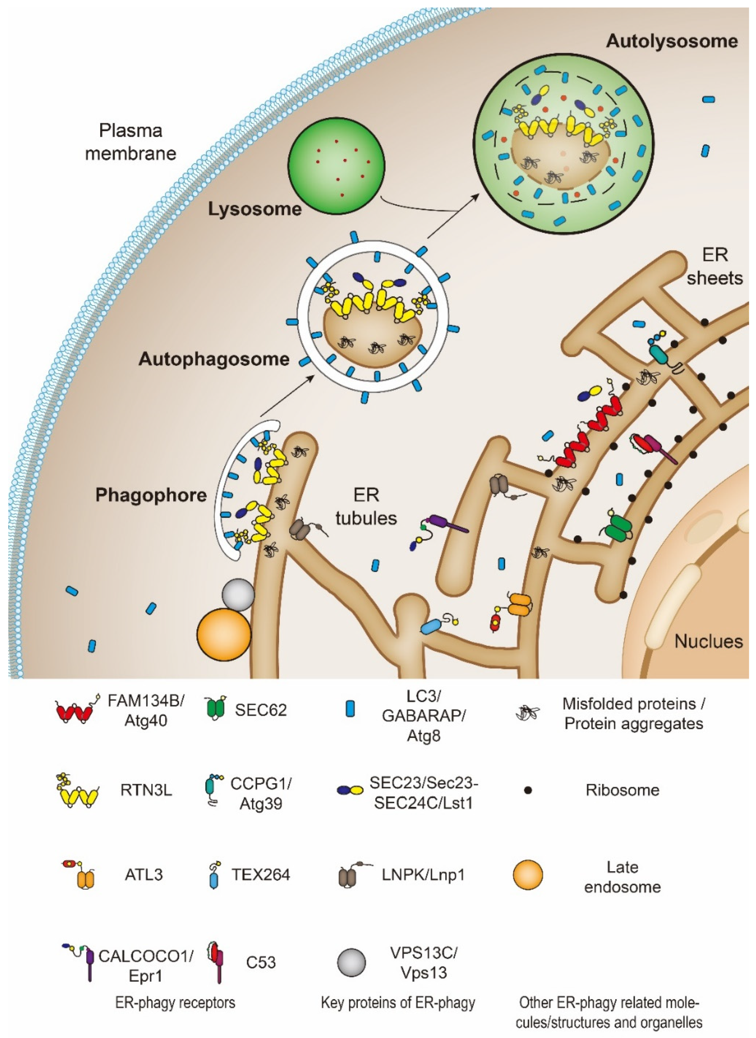 Cells 10 02328 g001 Cells 10 02328 g001