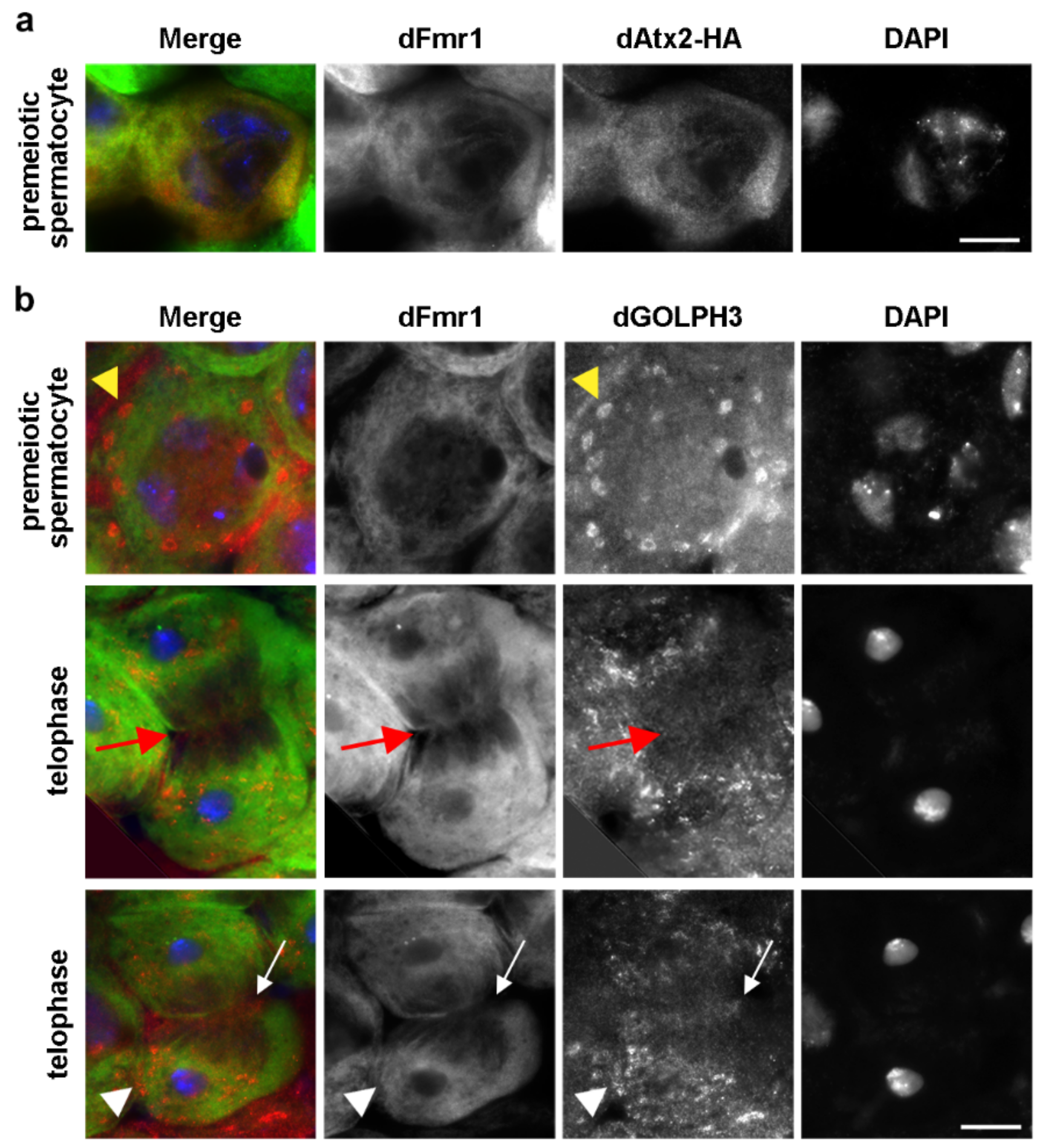 Cells 10 02336 g007 Cells 10 02336 g007