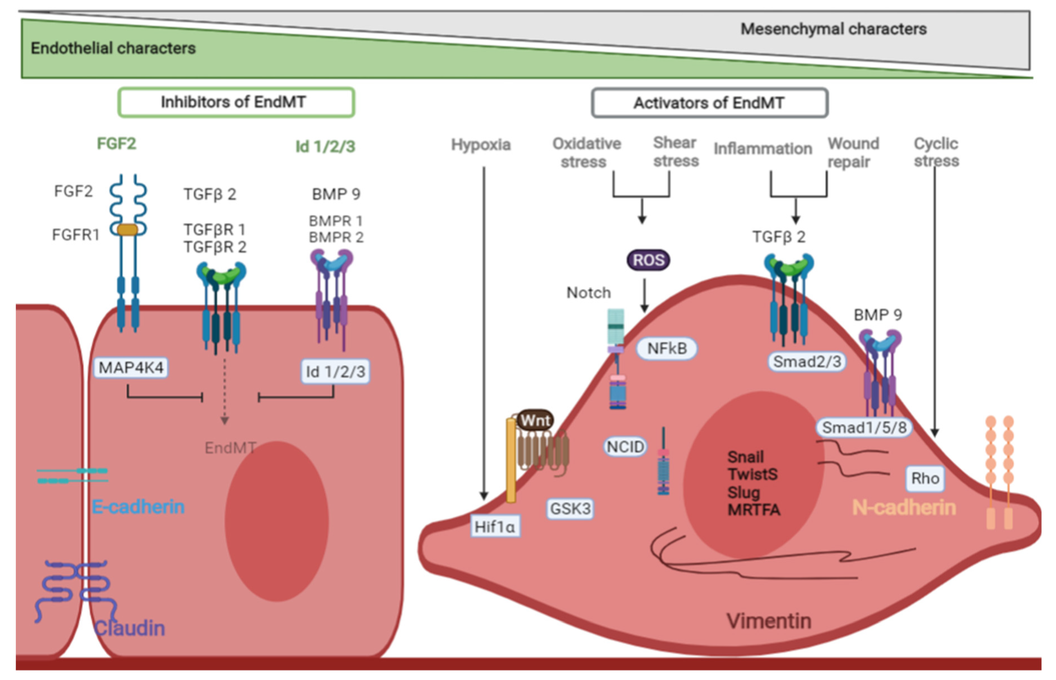Cells 10 02338 g002 Cells 10 02338 g002