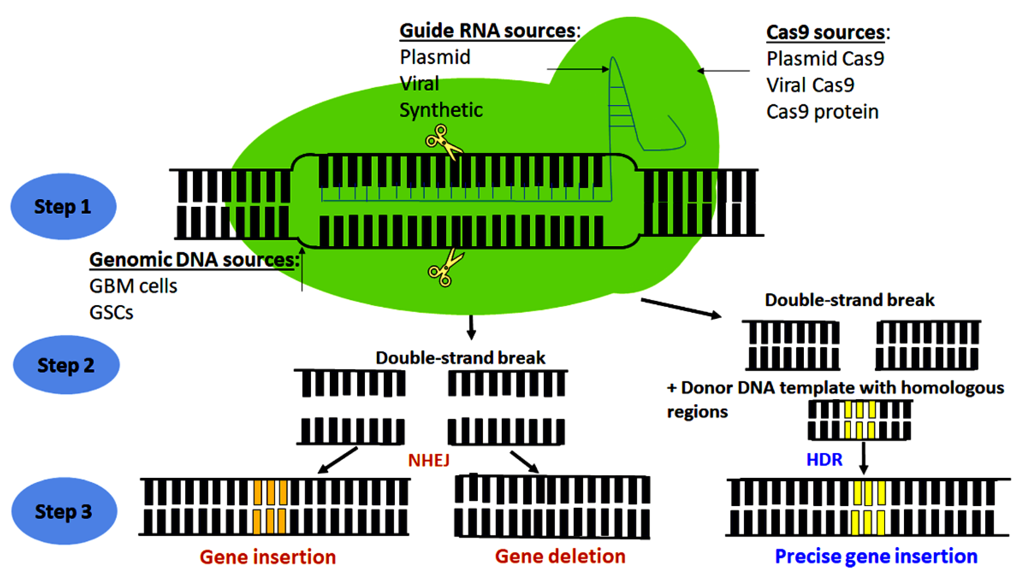 Cells 10 02342 g001 550