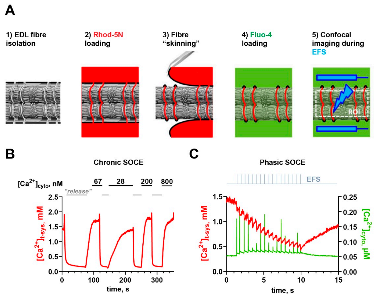 Cells 10 02356 g003 Cells 10 02356 g003