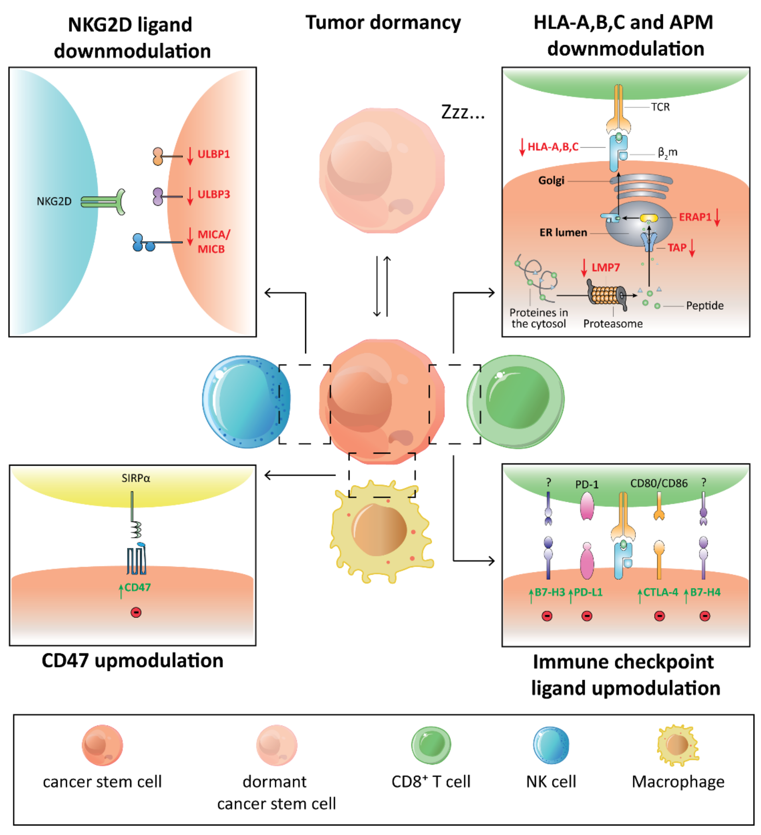 The Reason Cancer Evades Your Immune System So Incredibly Well