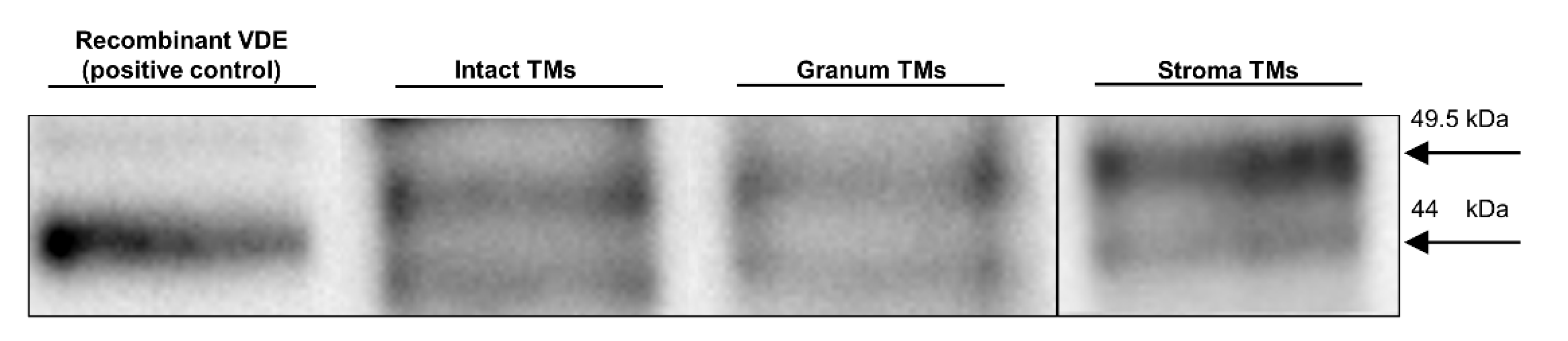 Cells 10 02363 g003 Cells 10 02363 g003