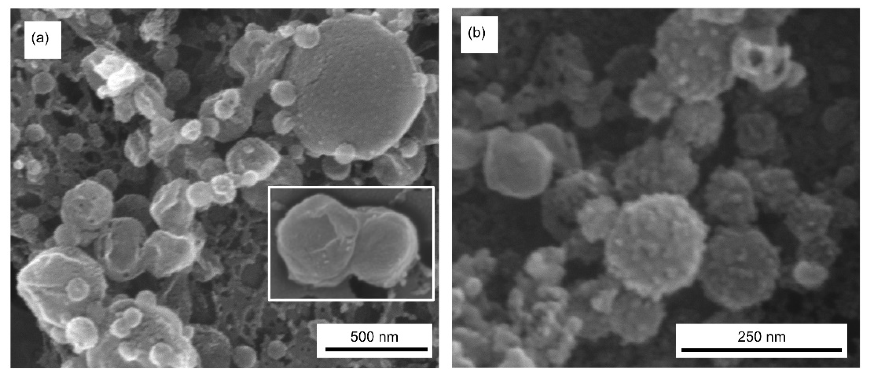 Cells 10 02363 g006 Cells 10 02363 g006