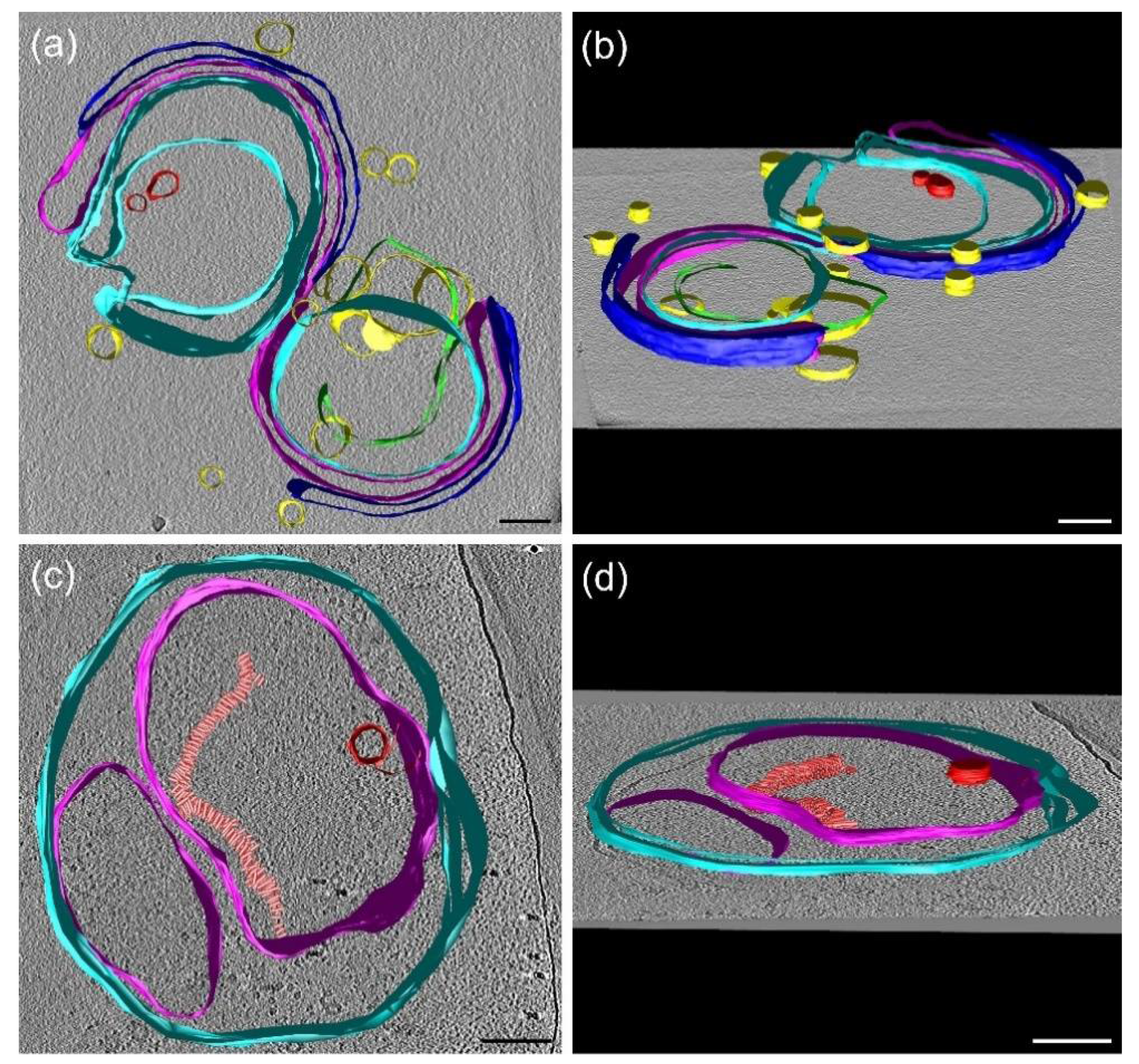 Cells 10 02363 g007 Cells 10 02363 g007