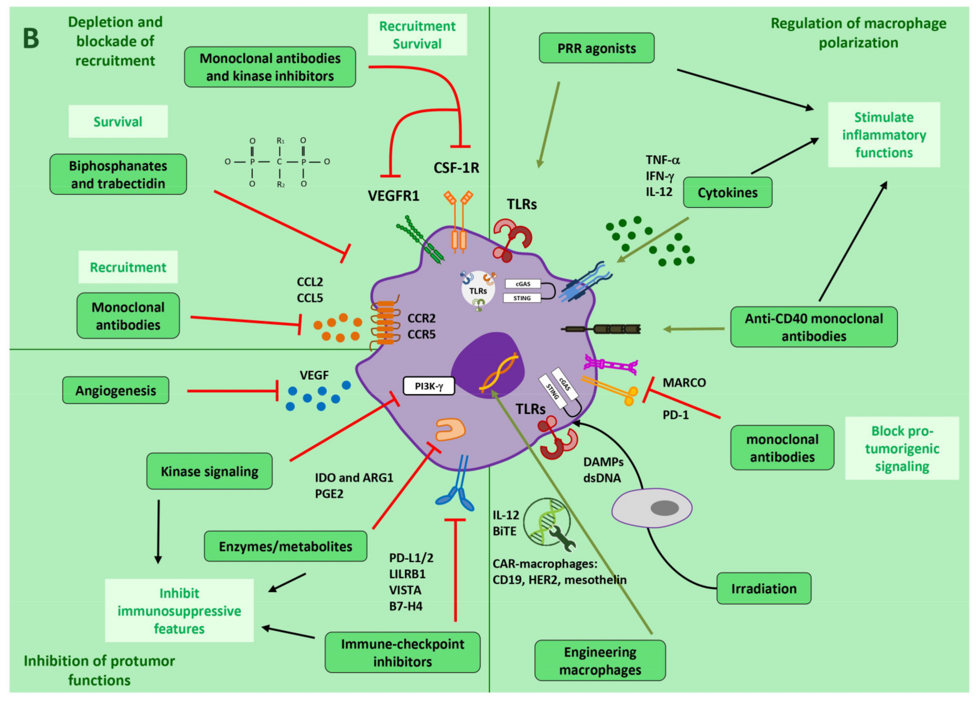 Cells 10 02364 g002b