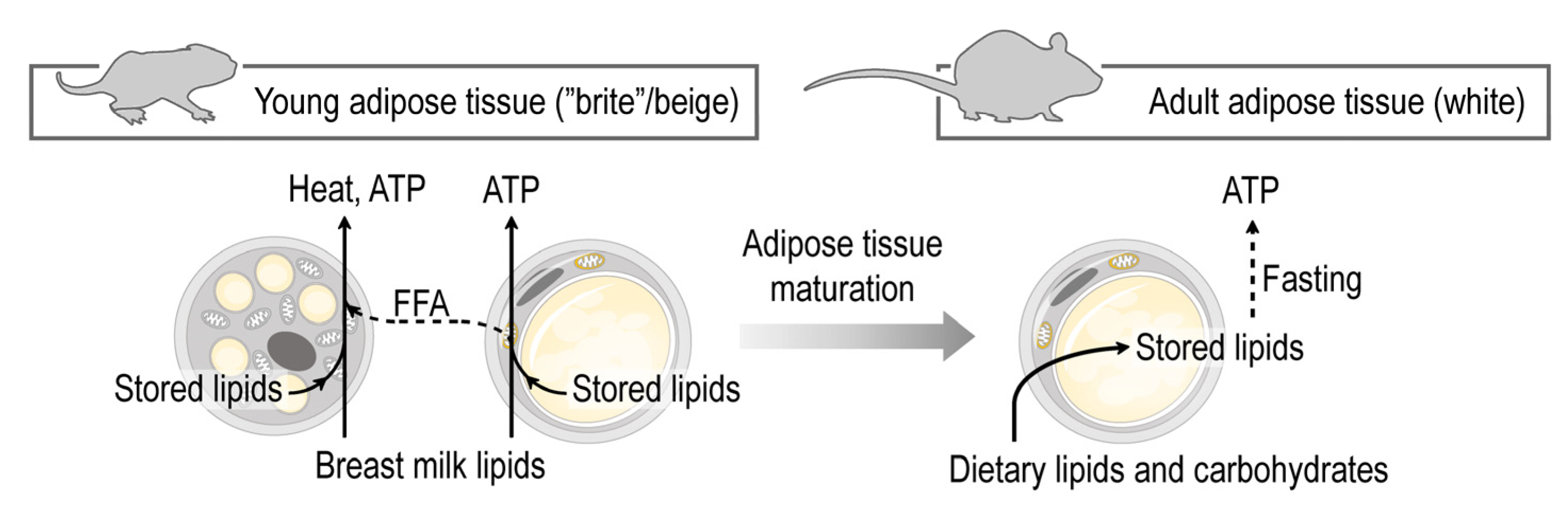Cells 10 02368 g006 Cells 10 02368 g006