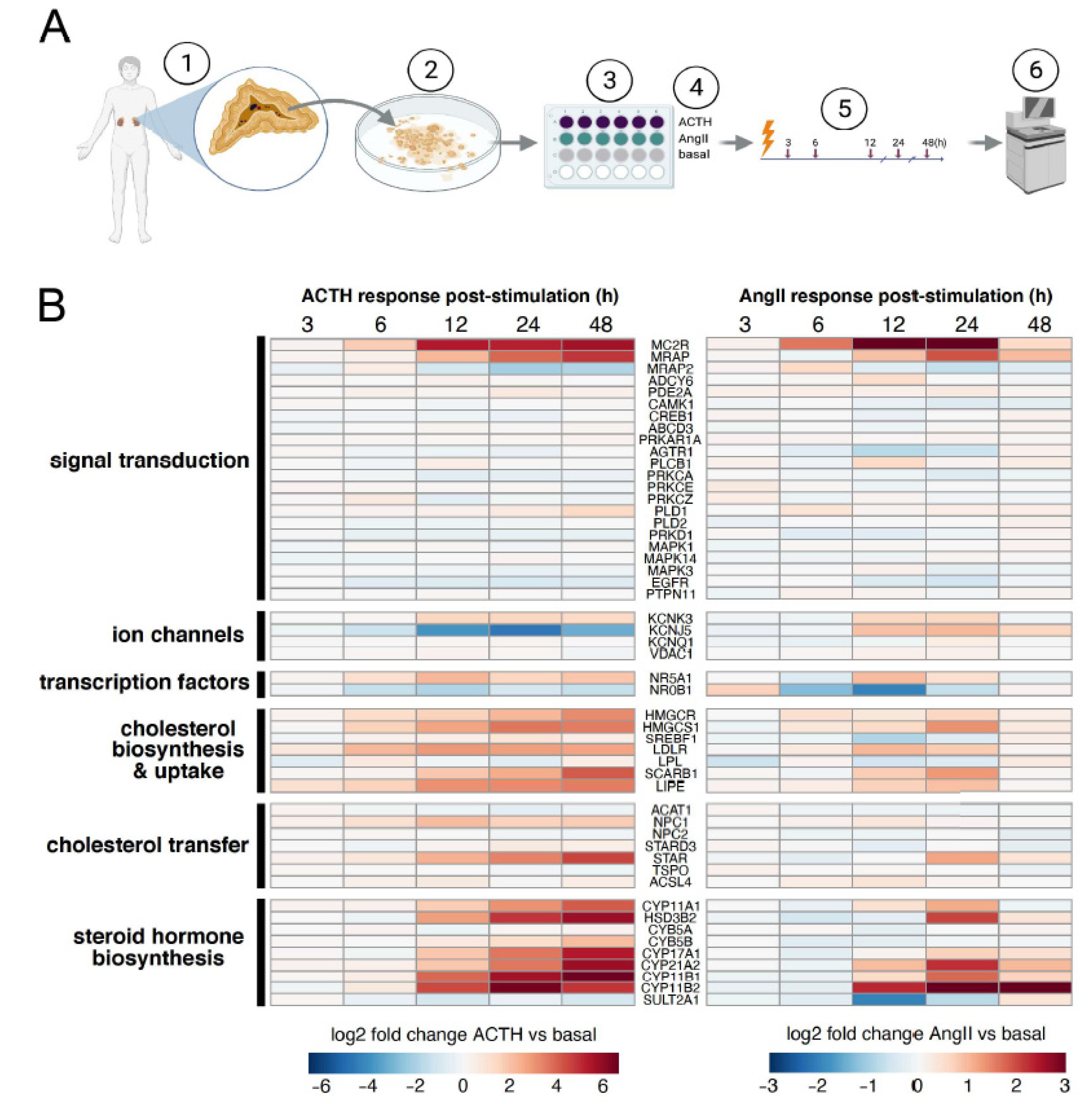 Cells 10 02376 g001 550
