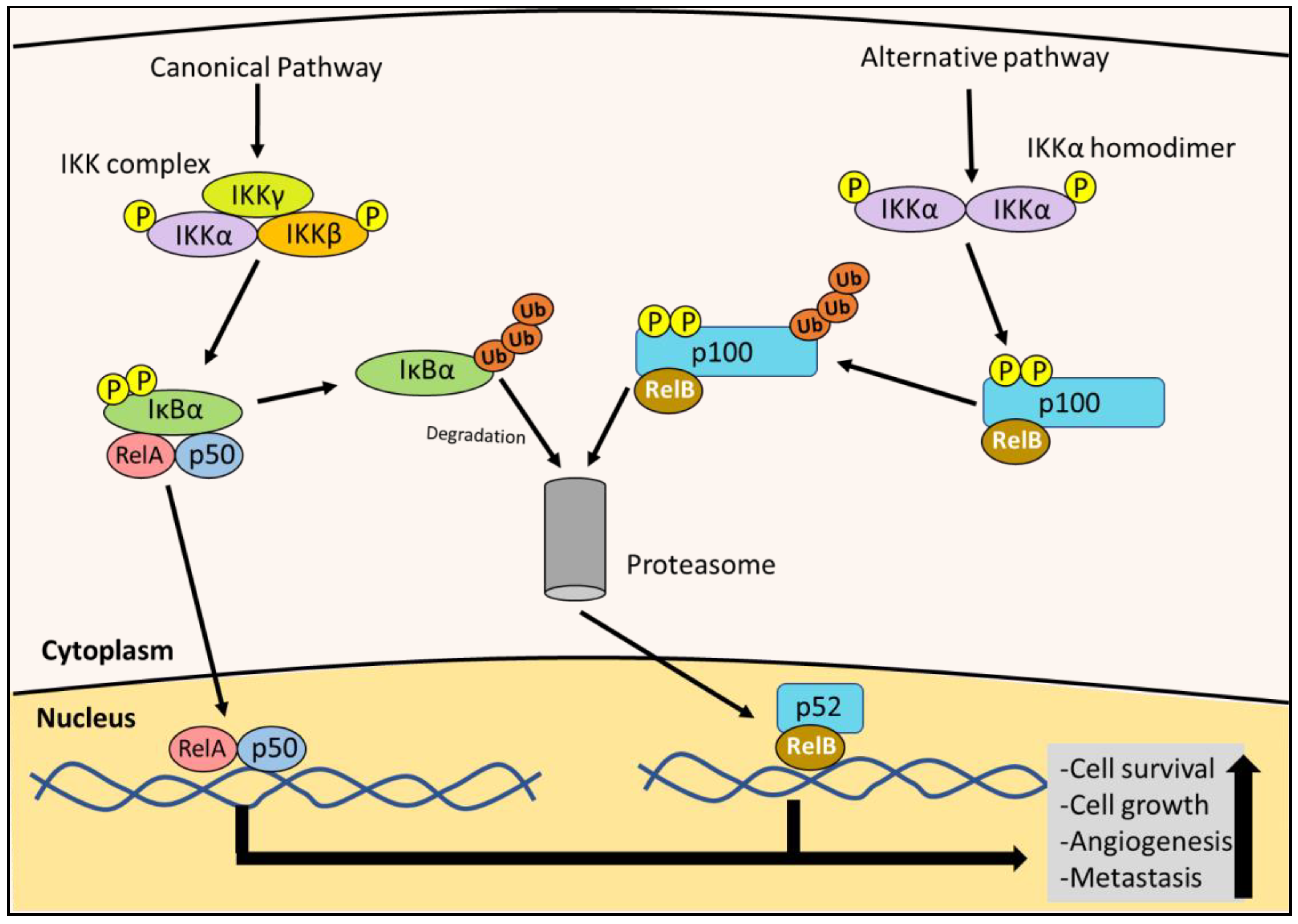 Cells 10 02382 g002 Cells 10 02382 g002