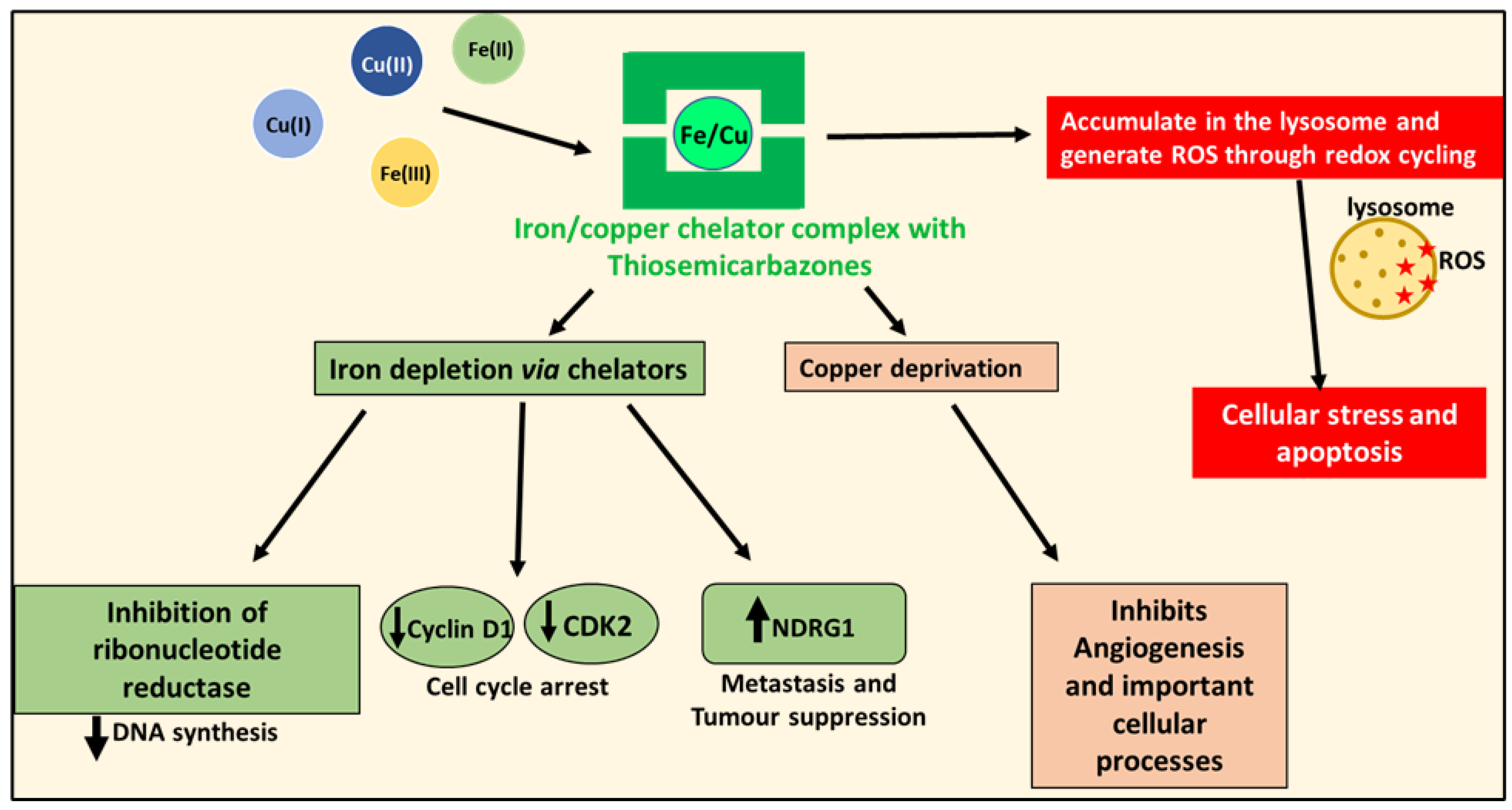 Cells 10 02382 g005 Cells 10 02382 g005