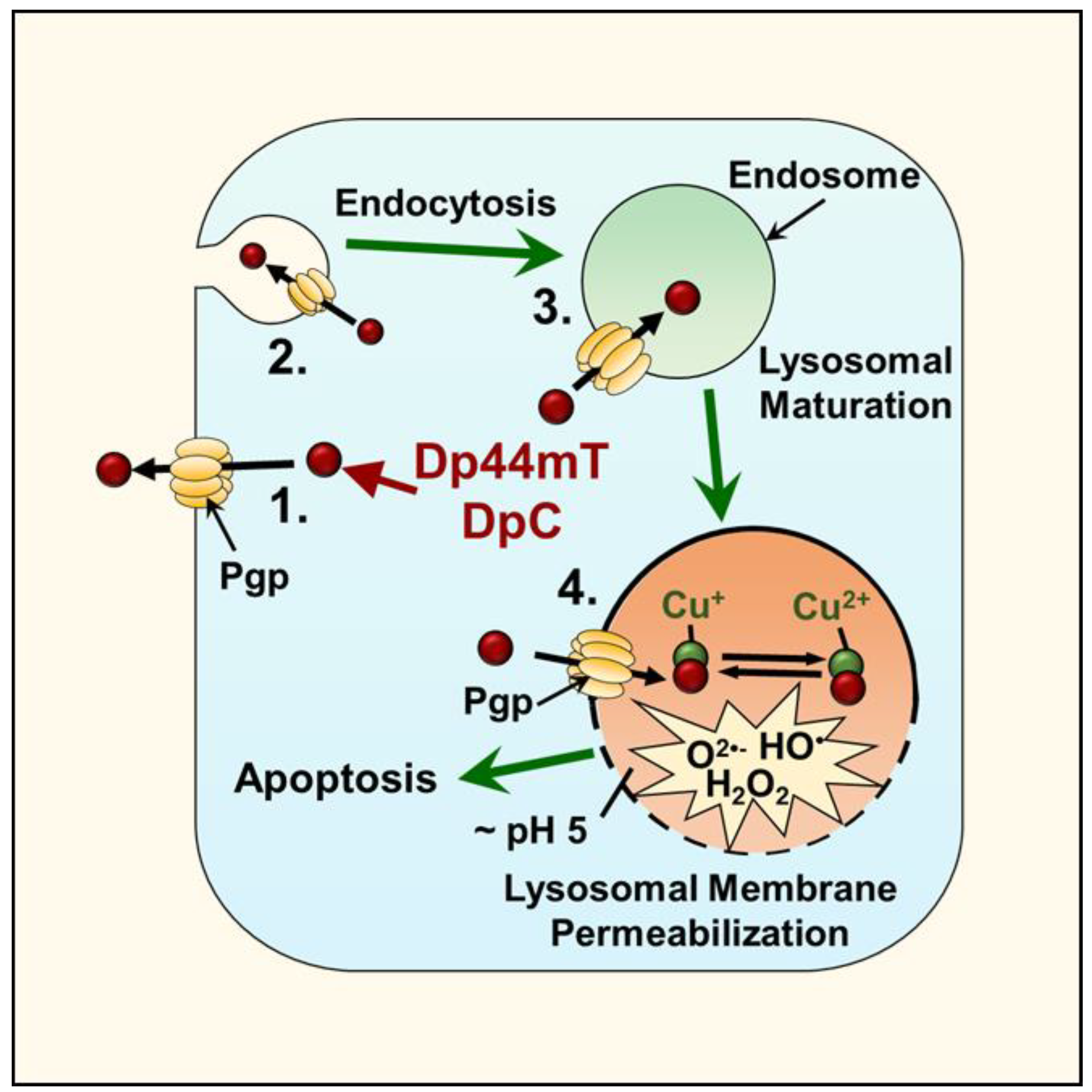 Cells 10 02382 g006 Cells 10 02382 g006