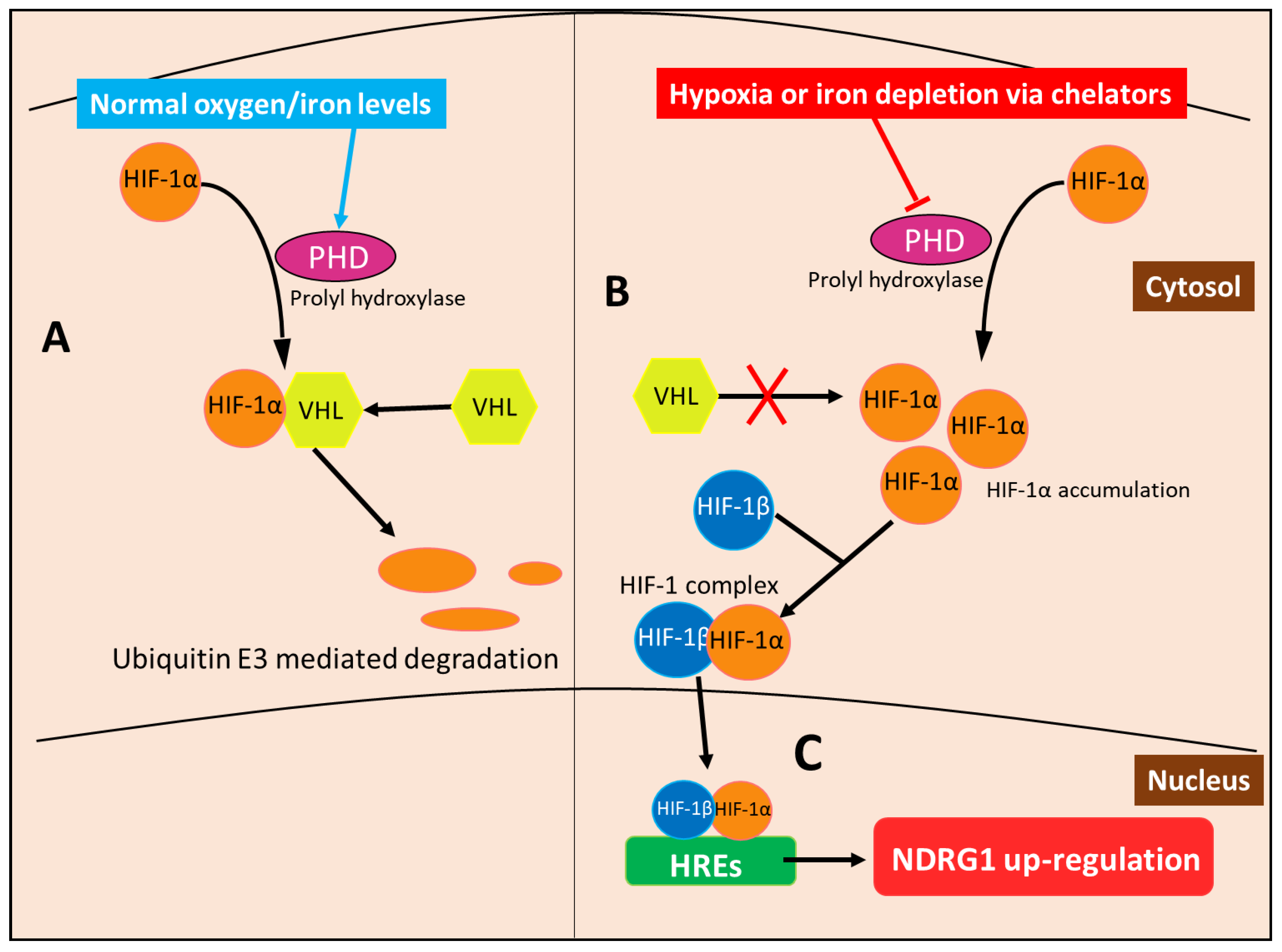 Cells 10 02382 g009 Cells 10 02382 g009