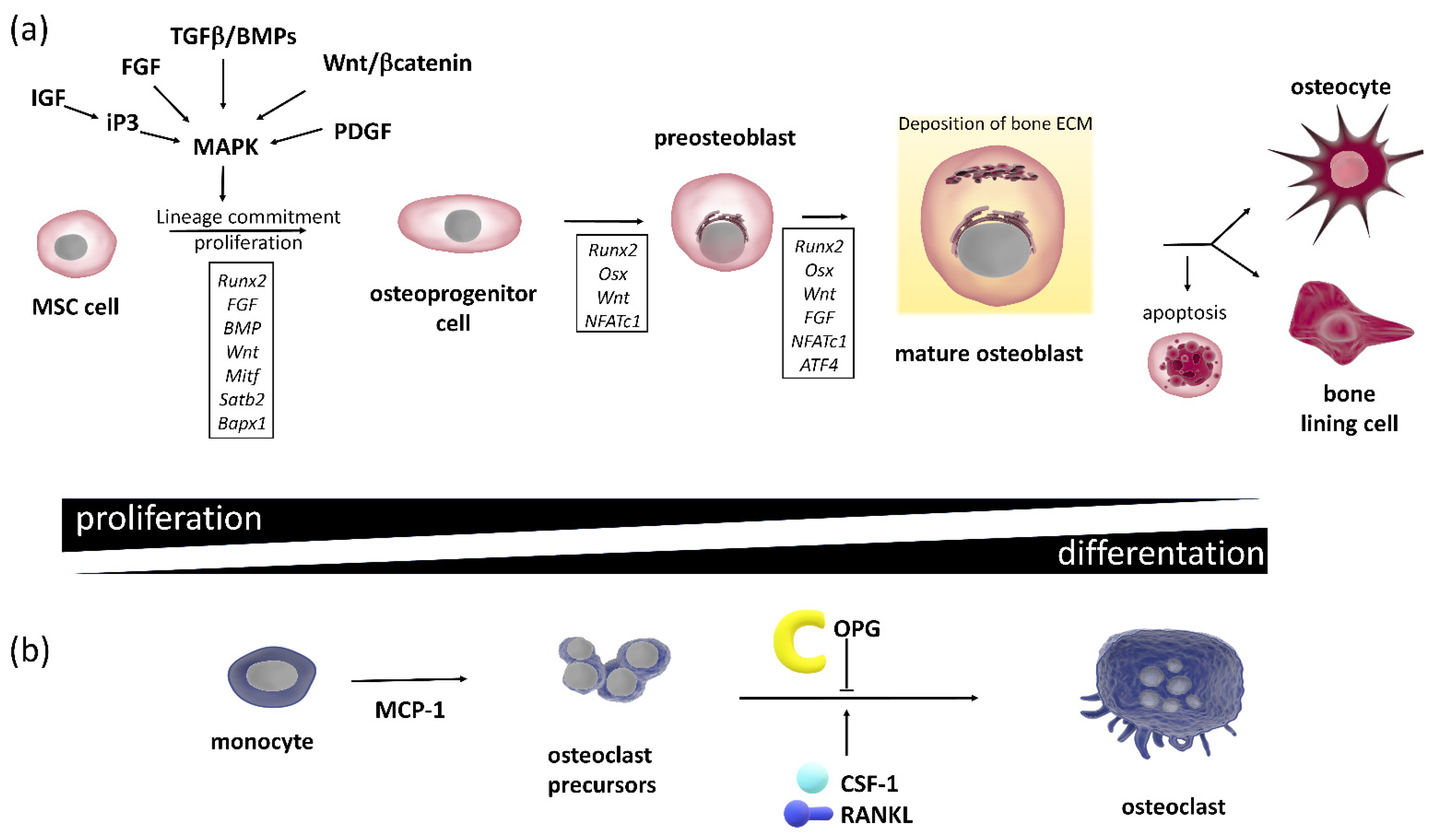 Cells 10 02383 g001 Cells 10 02383 g001