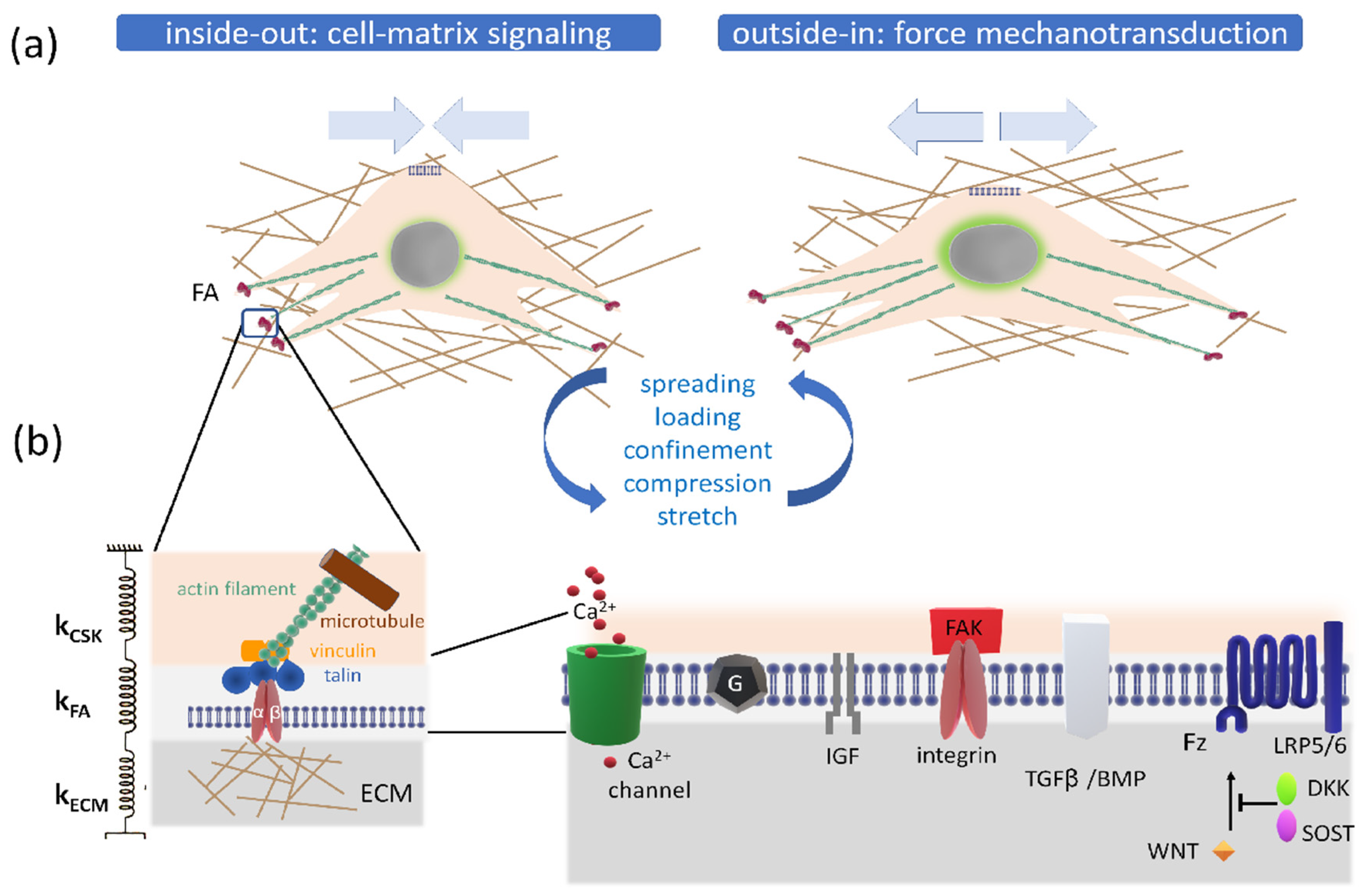 Cells 10 02383 g003 Cells 10 02383 g003