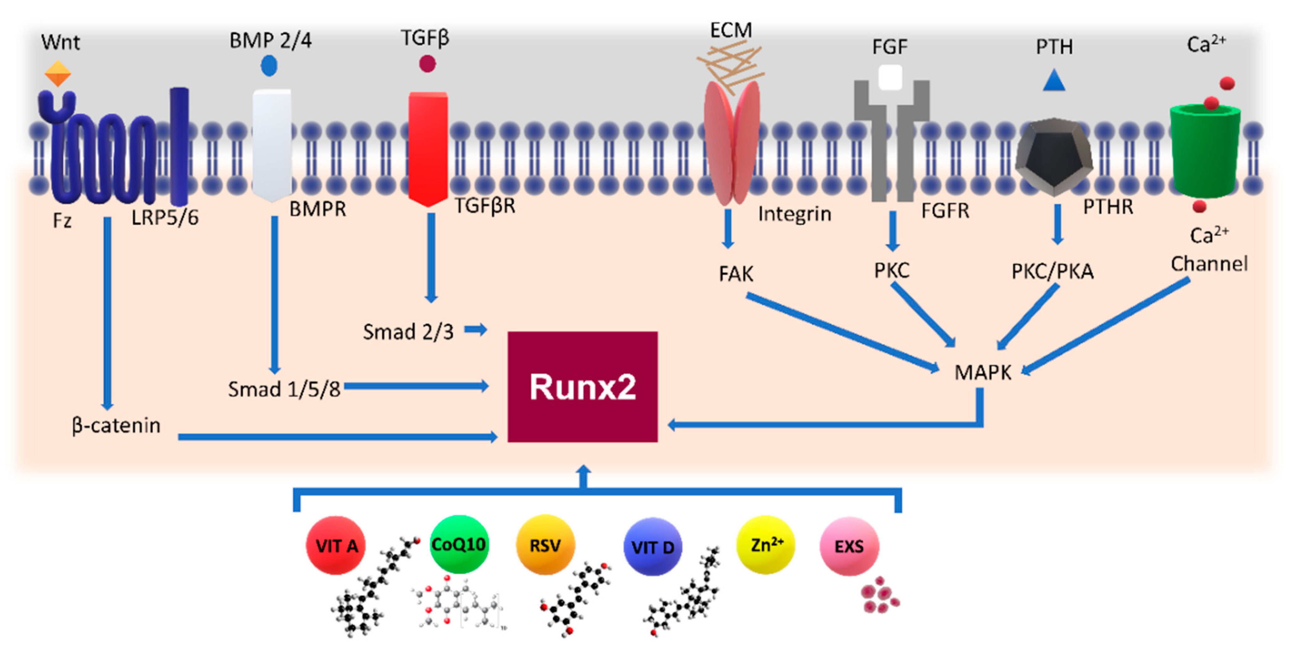 Cells 10 02383 g004 Cells 10 02383 g004