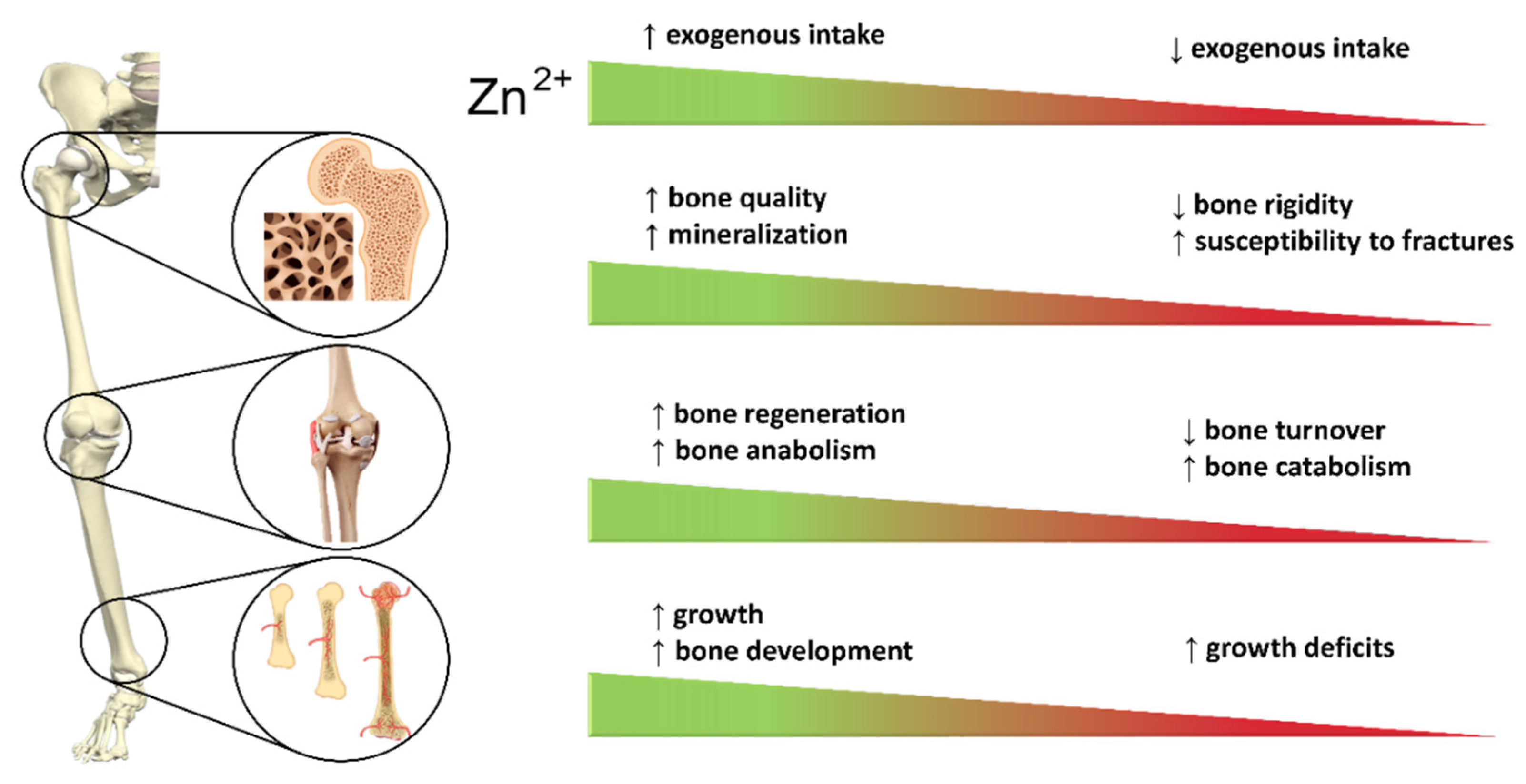 Cells 10 02383 g006 Cells 10 02383 g006