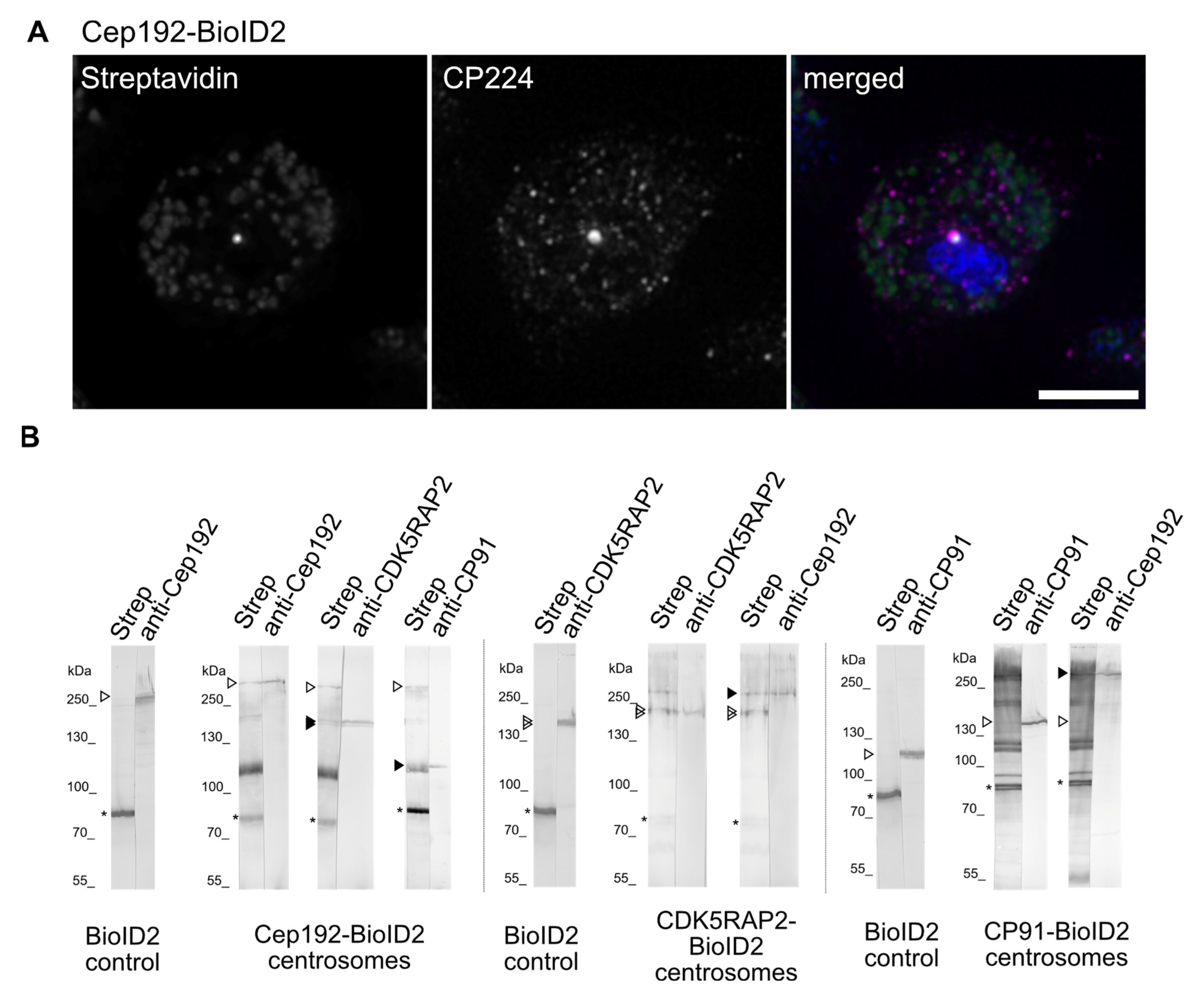 Cells 10 02384 g004 Cells 10 02384 g004