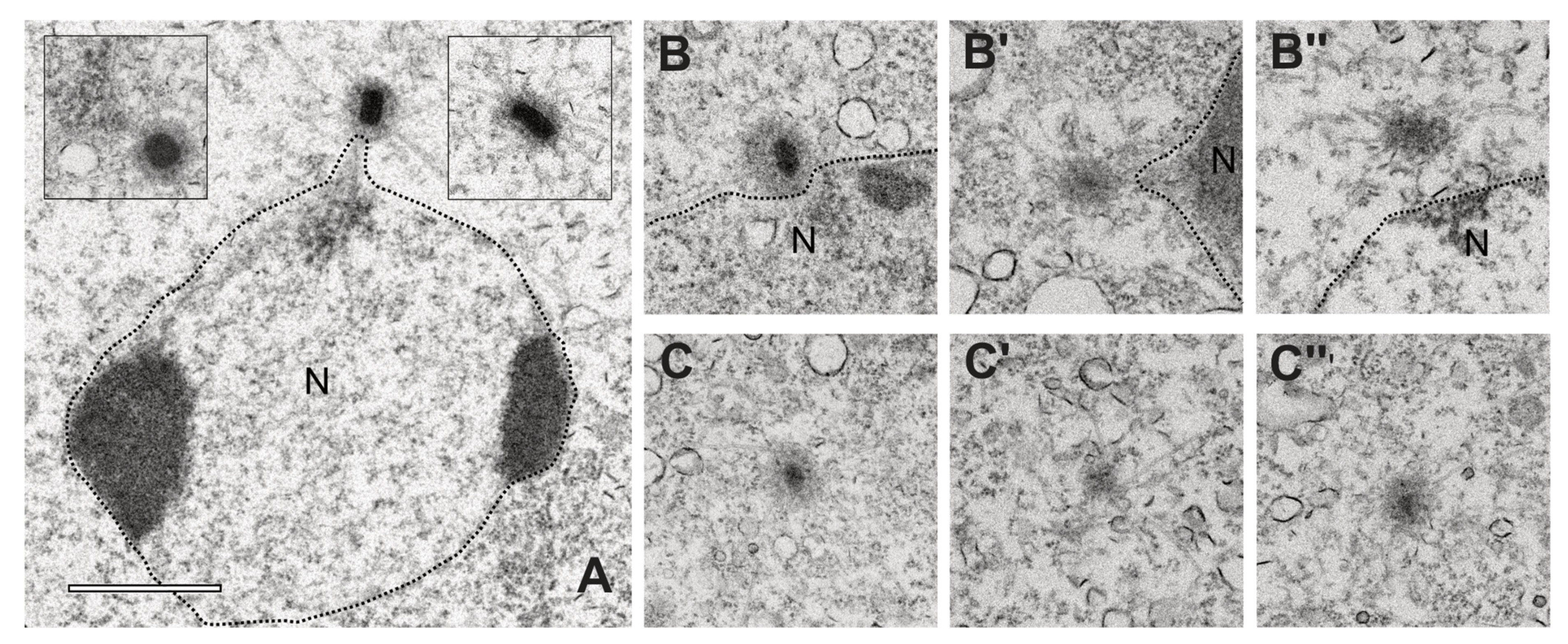 Cells 10 02384 g007 Cells 10 02384 g007