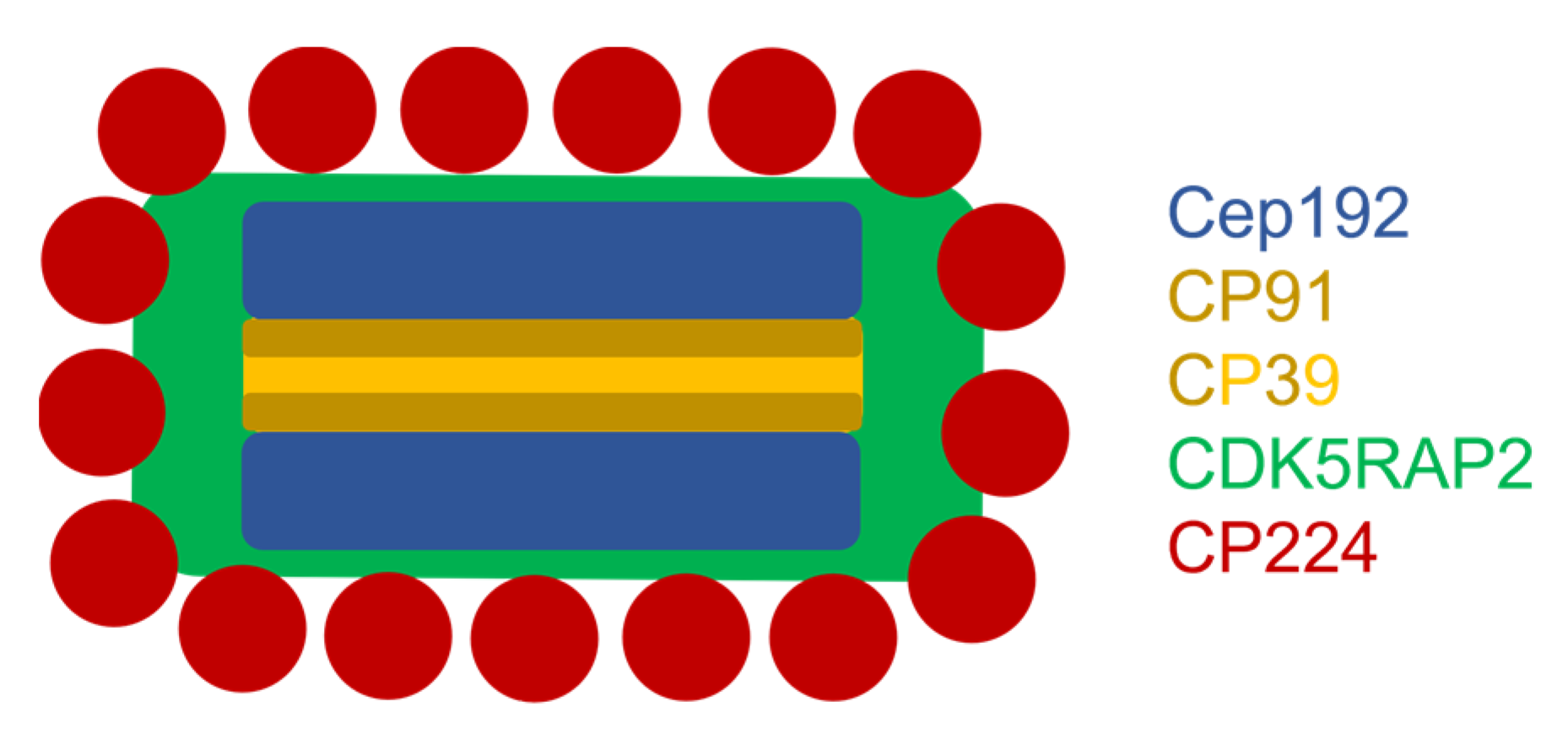 Cells 10 02384 g008 Cells 10 02384 g008