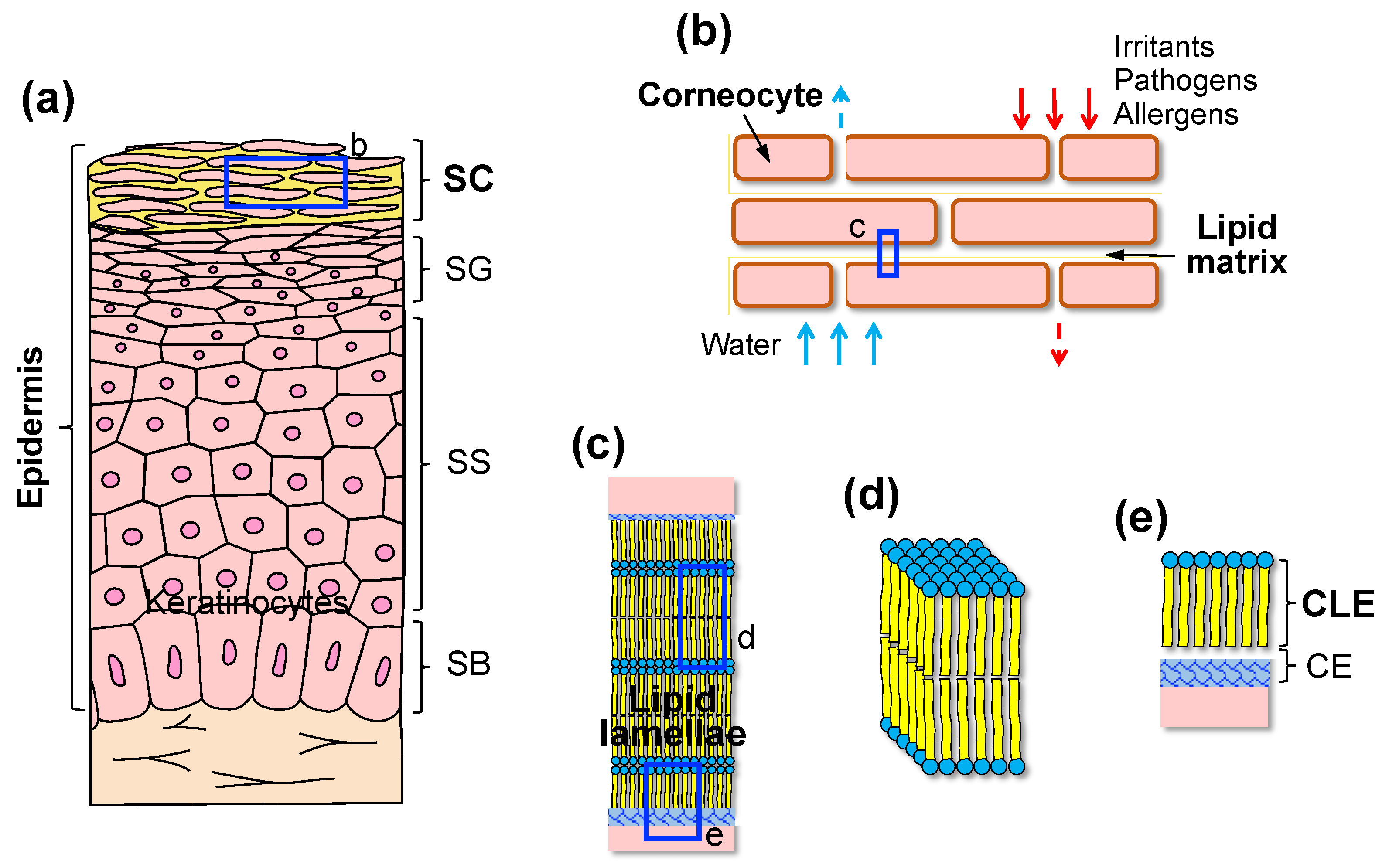Cells Free FullText The Pathogenic and Therapeutic Implications of