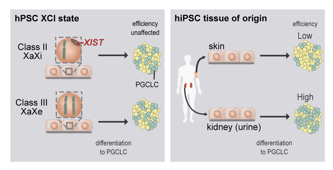 Cells Free Full Text Tissue Of Origin But Not Xci State Influences Germ Cell Differentiation From Human Pluripotent Stem Cells Html