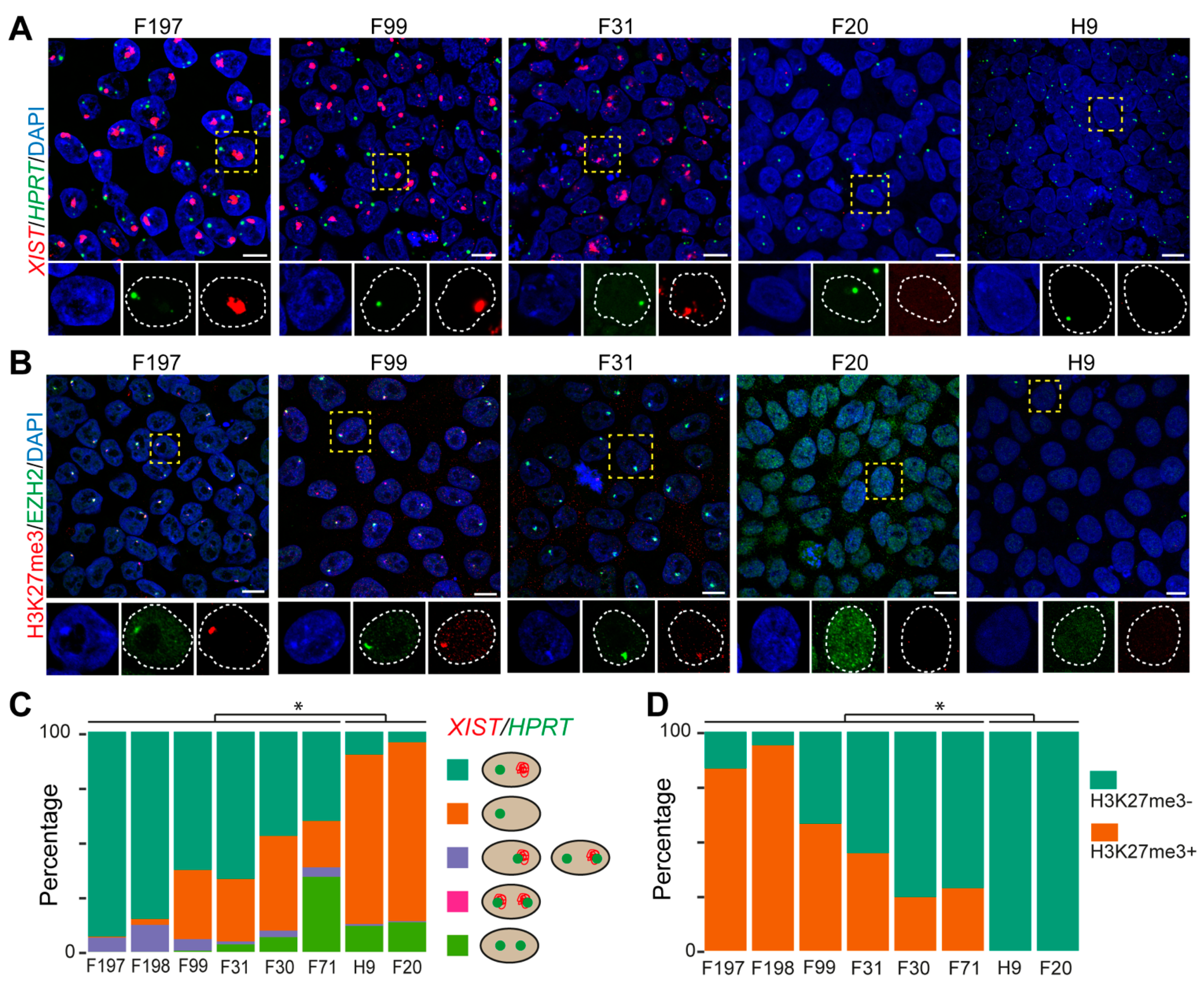 Cells Free Full Text Tissue Of Origin But Not Xci State Influences Germ Cell Differentiation From Human Pluripotent Stem Cells Html