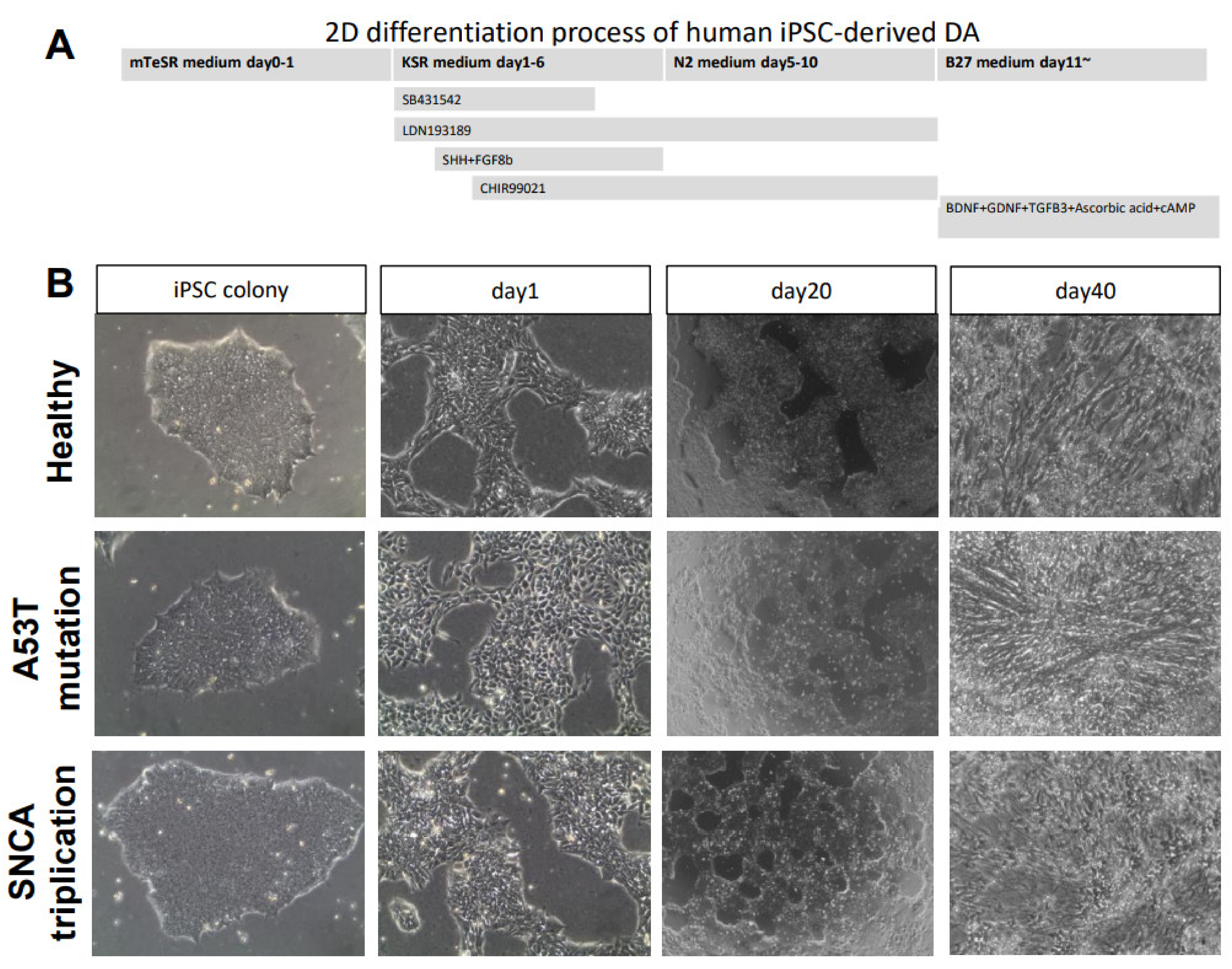 Cells 10 02402 g001 550