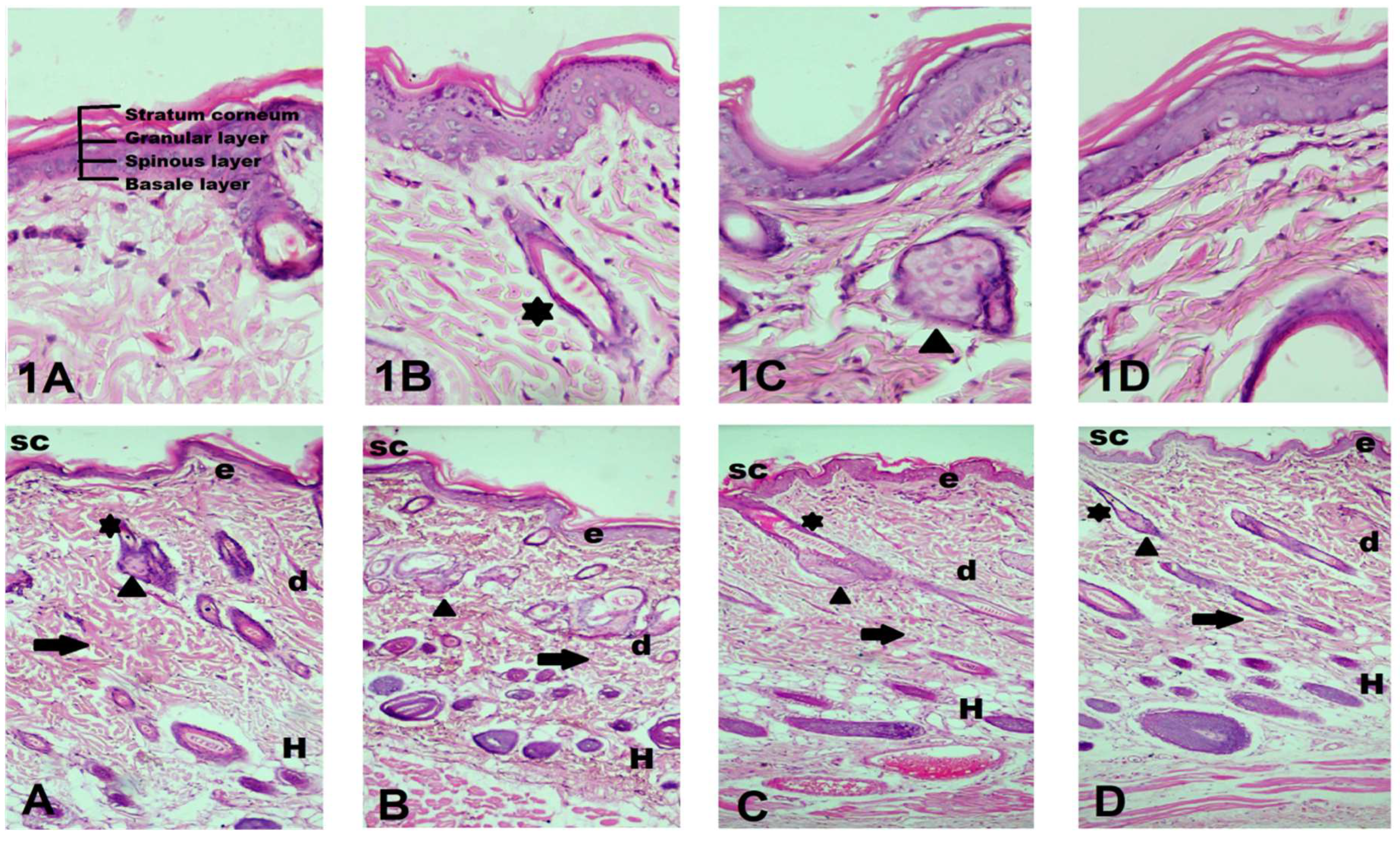 Cells 10 02404 g005 Cells 10 02404 g005