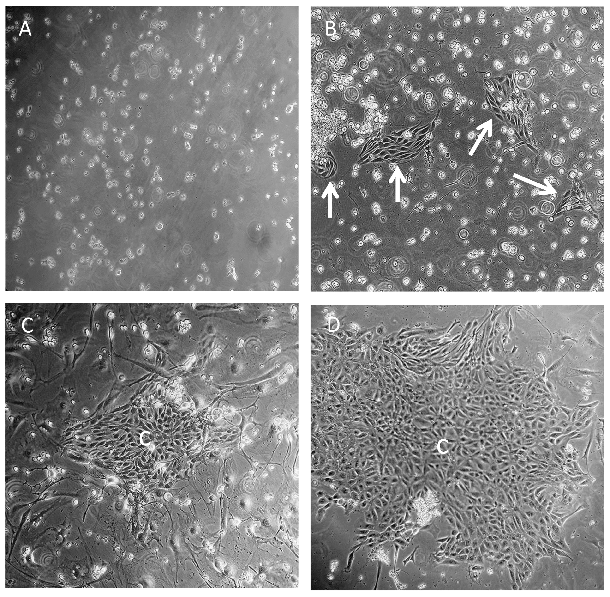 Cells 10 02405 g001 Cells 10 02405 g001