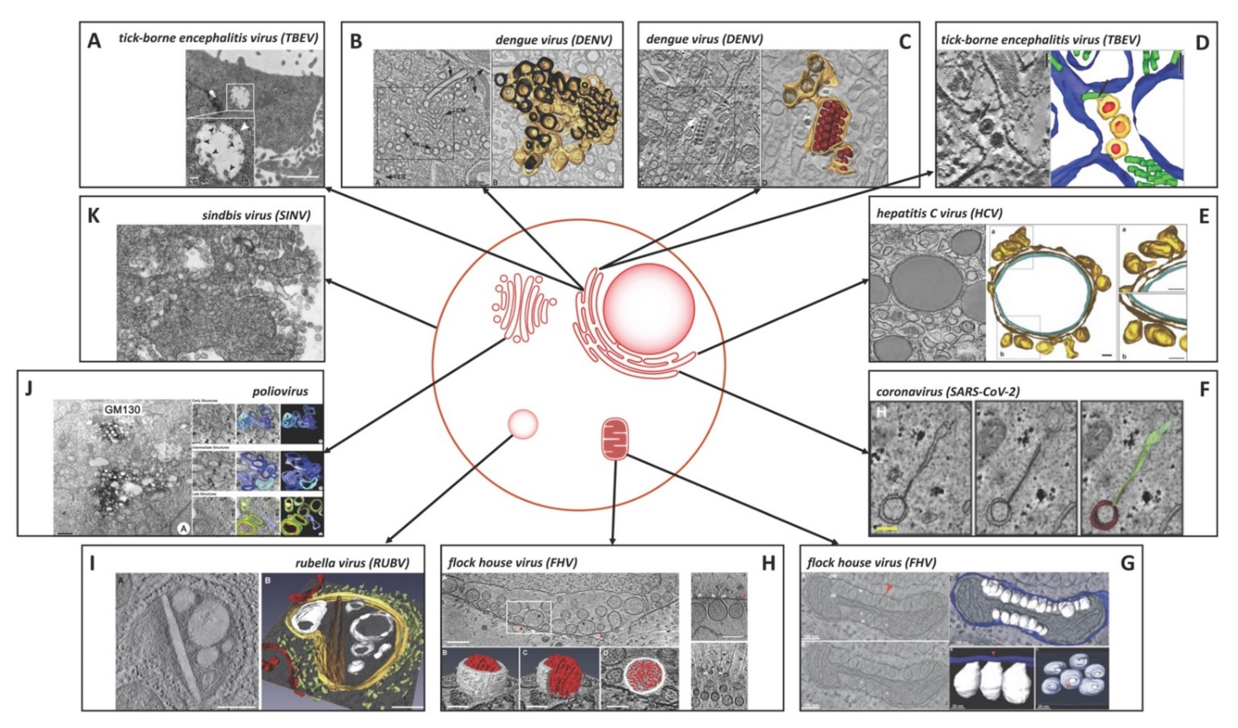 Cells | Free Full-Text | Ultrastructural Features of Membranous Replication Organelles Induced by Positive-Stranded RNA Viruses Cells | Free Full-Text | Ultrastructural Features of Membranous Replication Organelles Induced by Positive-Stranded RNA Viruses