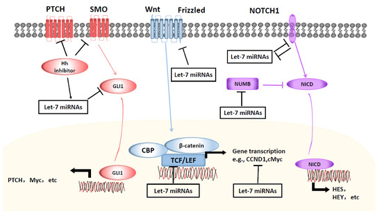 Cells | Free Full-Text | The Roles of the Let-7 Family of MicroRNAs in ...