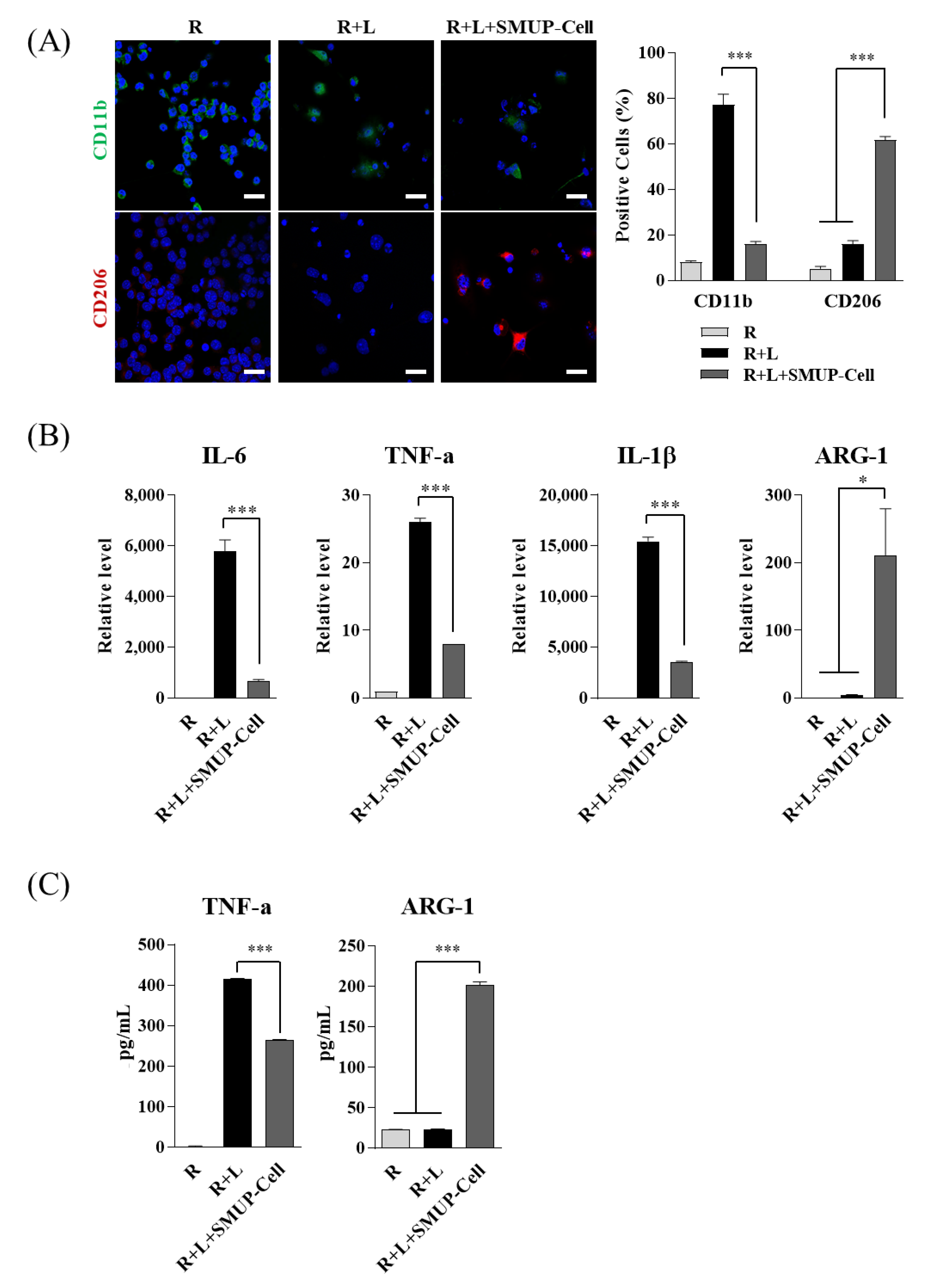 Cells 10 02420 g003 550