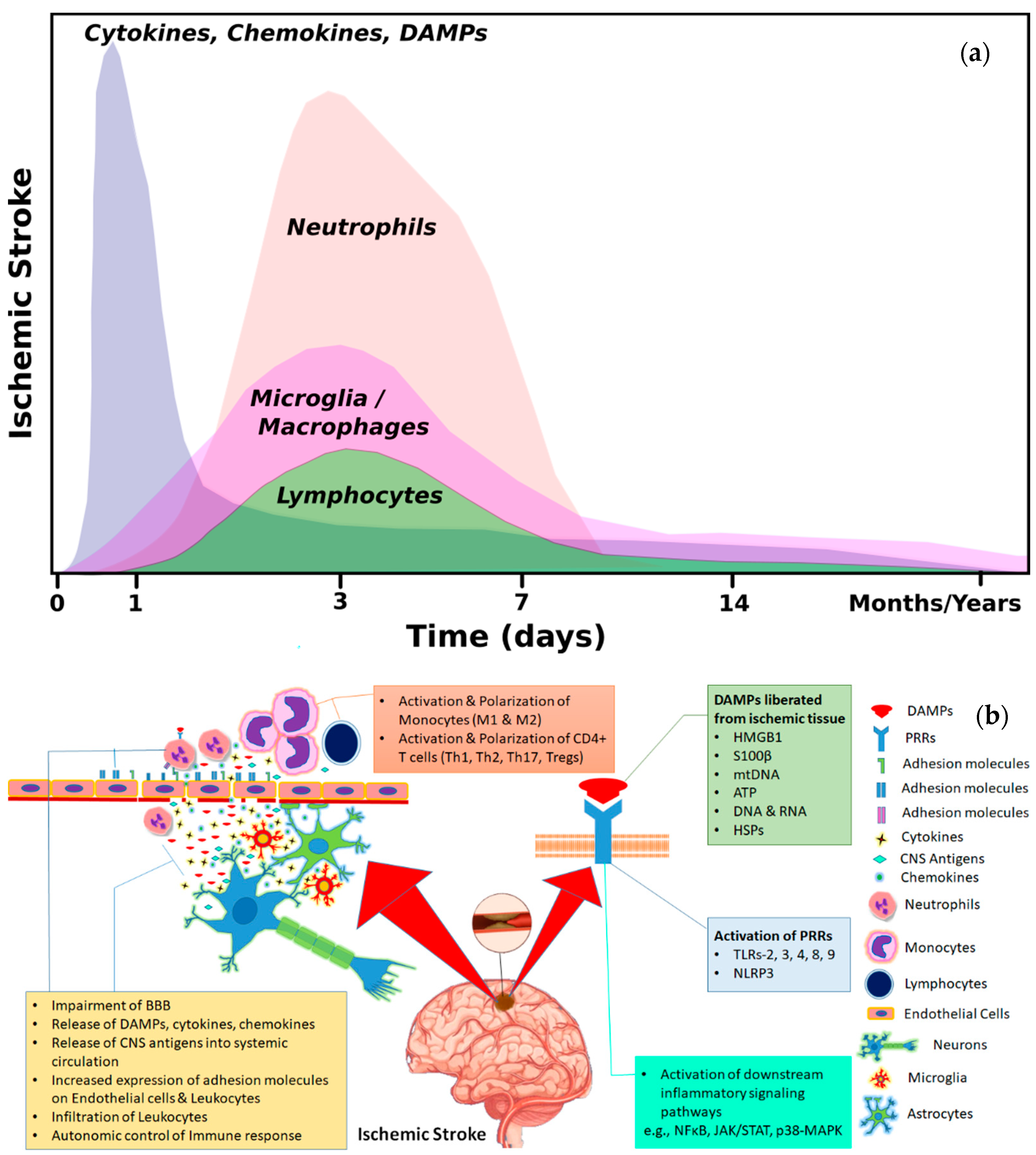 Cells 10 02429 g001 Cells 10 02429 g001