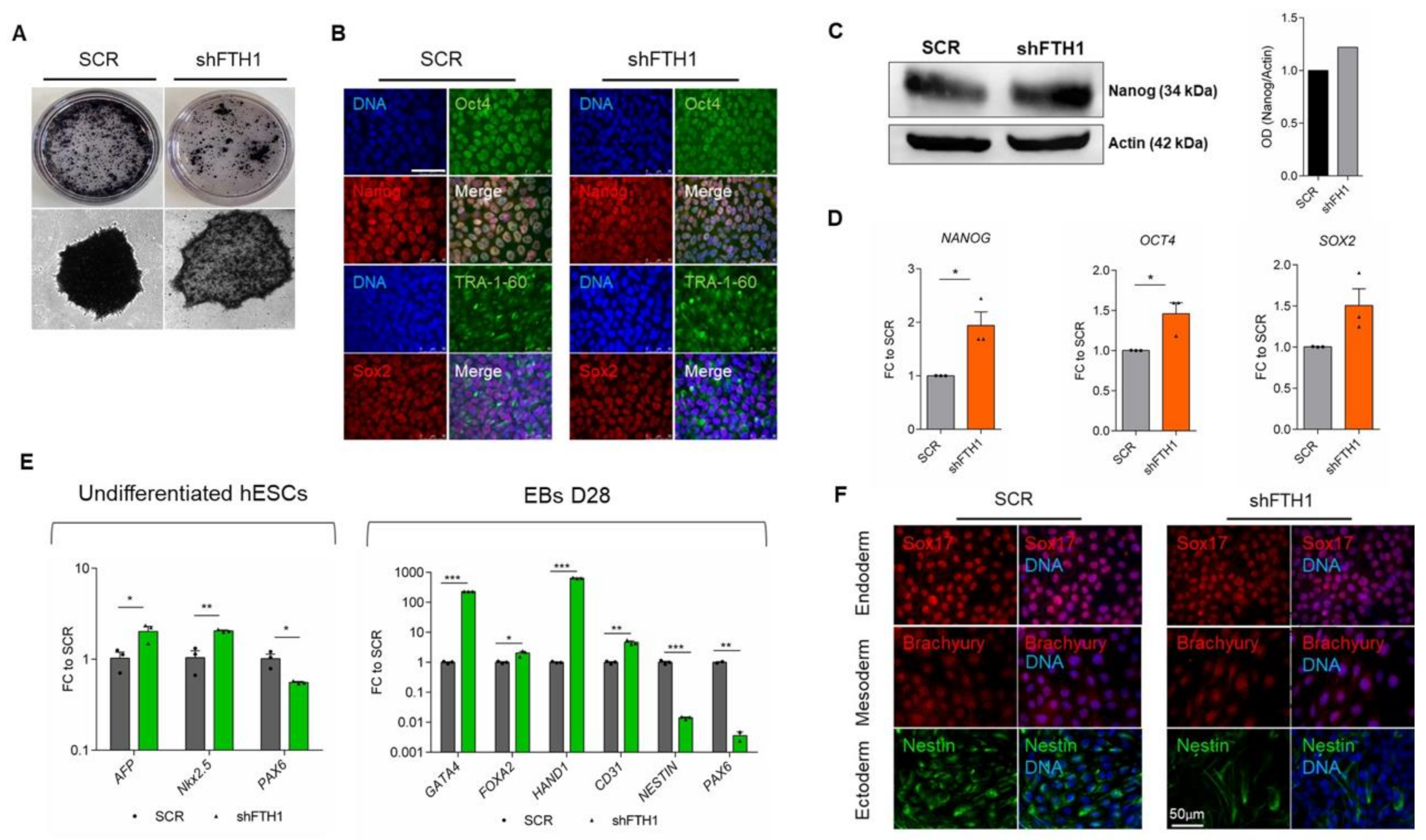 Cells Free Full Text Uncovering The Metabolic And Stress Responses Of Human Embryonic Stem Cells To Fth1 Gene Silencing Html