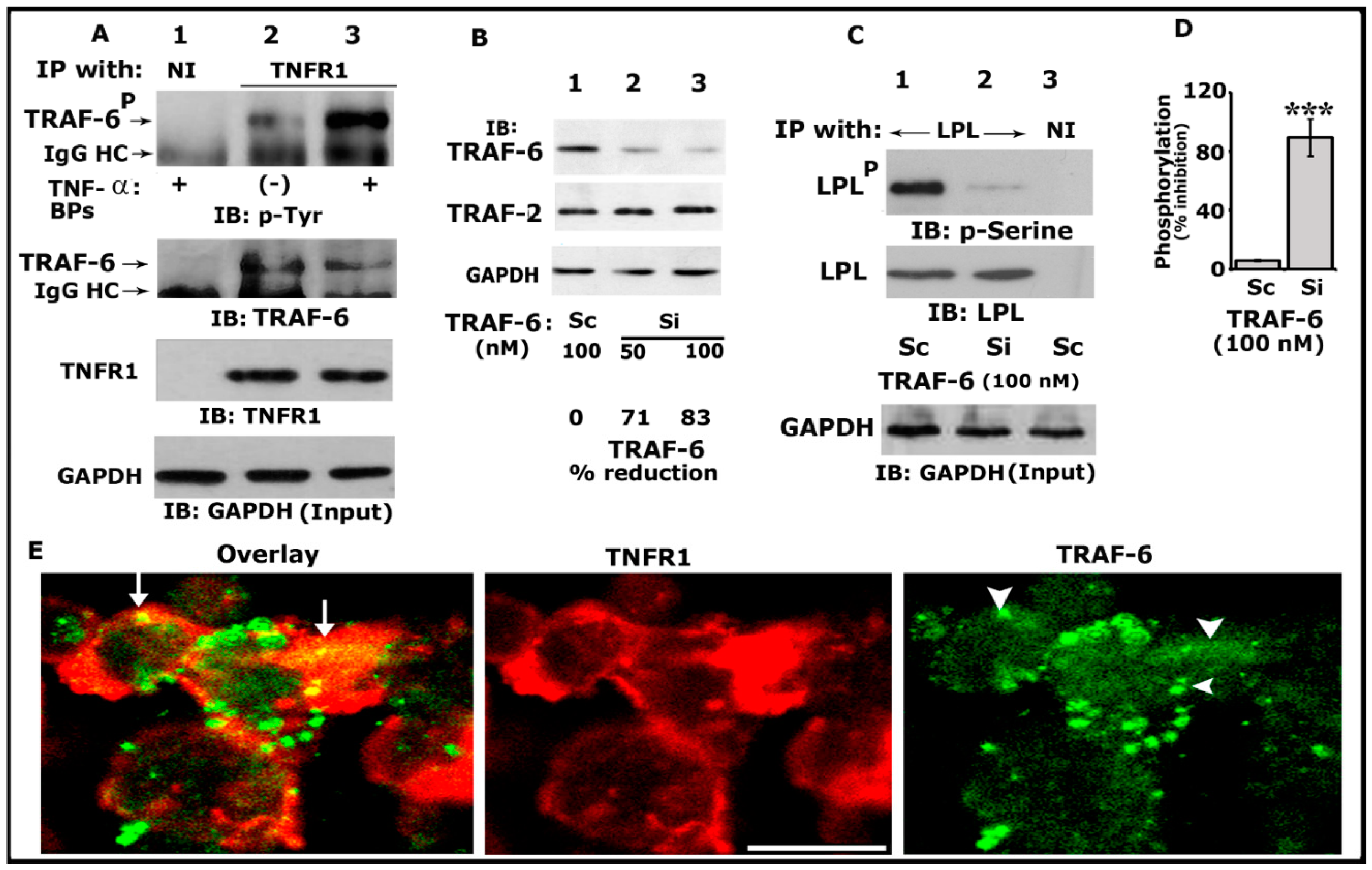Cells 10 02432 g001 Cells 10 02432 g001
