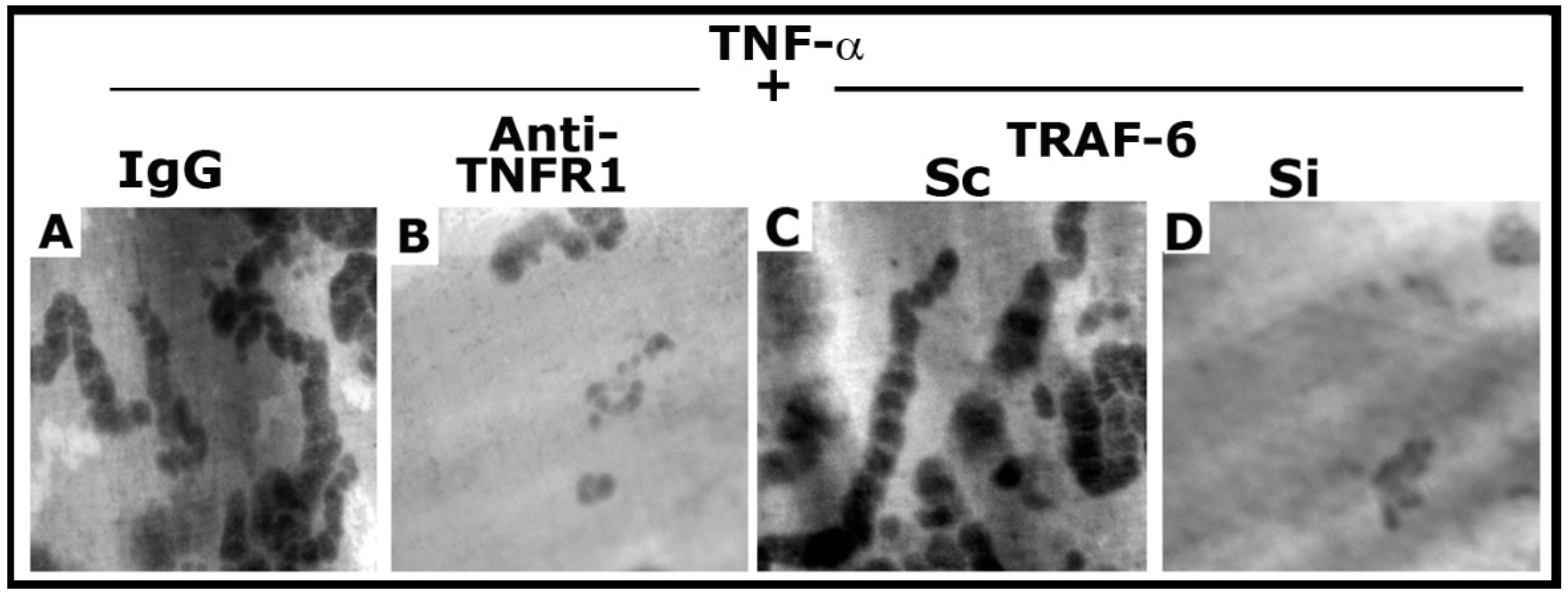 Cells 10 02432 g007 Cells 10 02432 g007
