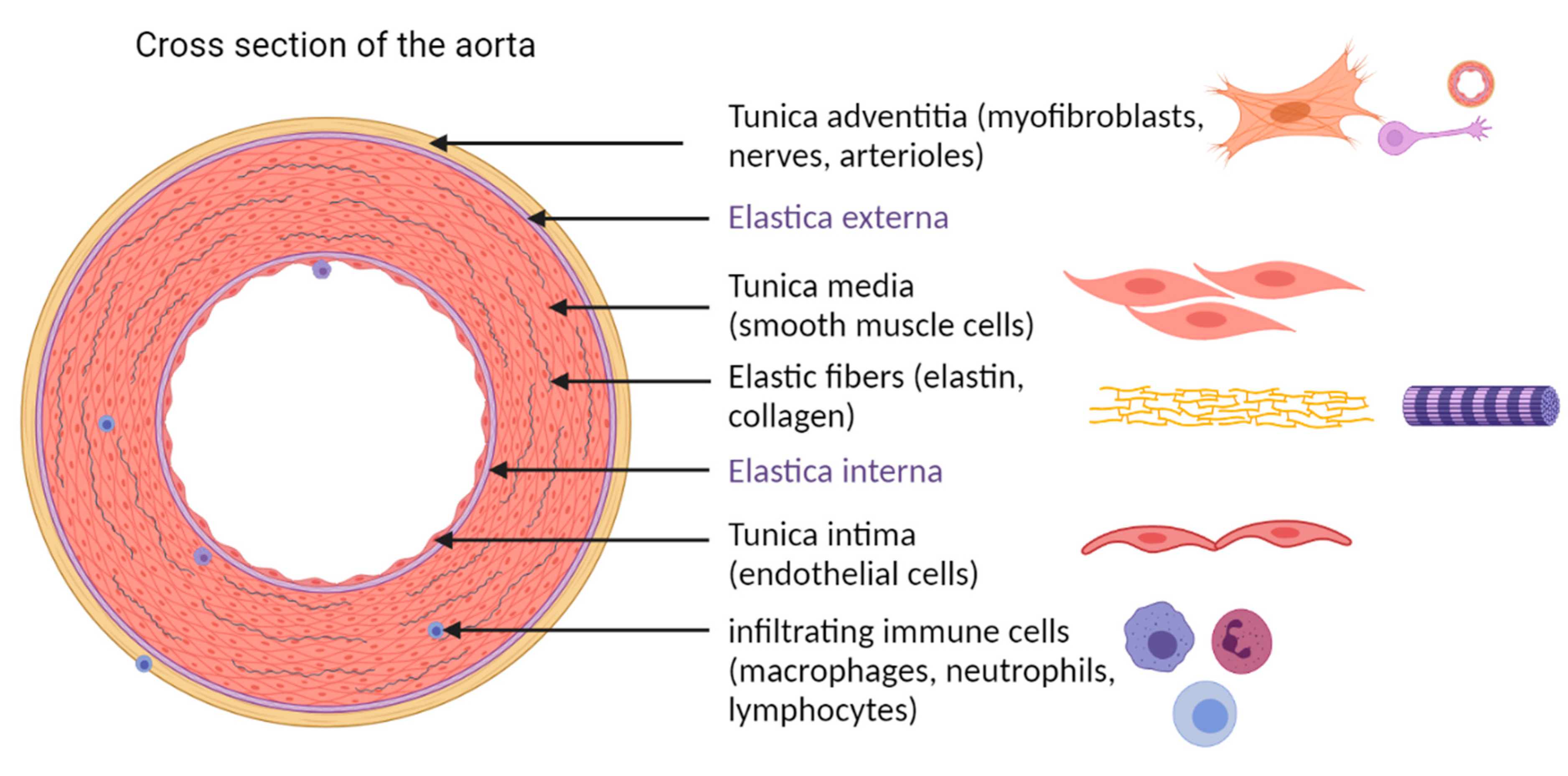 Cells 10 02433 g001 Cells 10 02433 g001